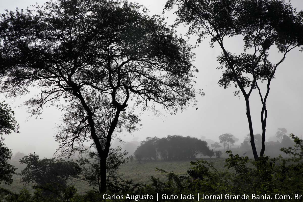 Além da preservação ambiental, a atividade contribui para segurança alimentar e diversificação da renda dos agricultores familiares. | Foto: Carlos Augusto (Guto Jads) – Jornal Grande Bahia