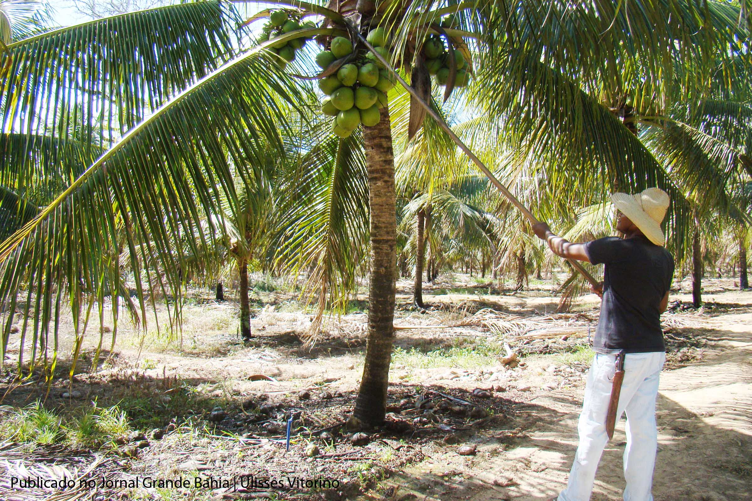 CODEVASF impulsiona plantio de coco verde no Baixo São Francisco.