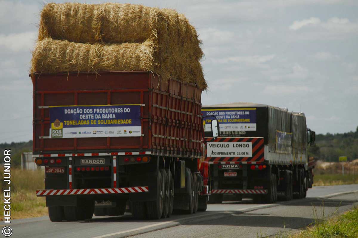 SOS Seca: Produtores do Oeste da Bahia doam 400 toneladas de grãos e feno para pequenos criadores do semiárido