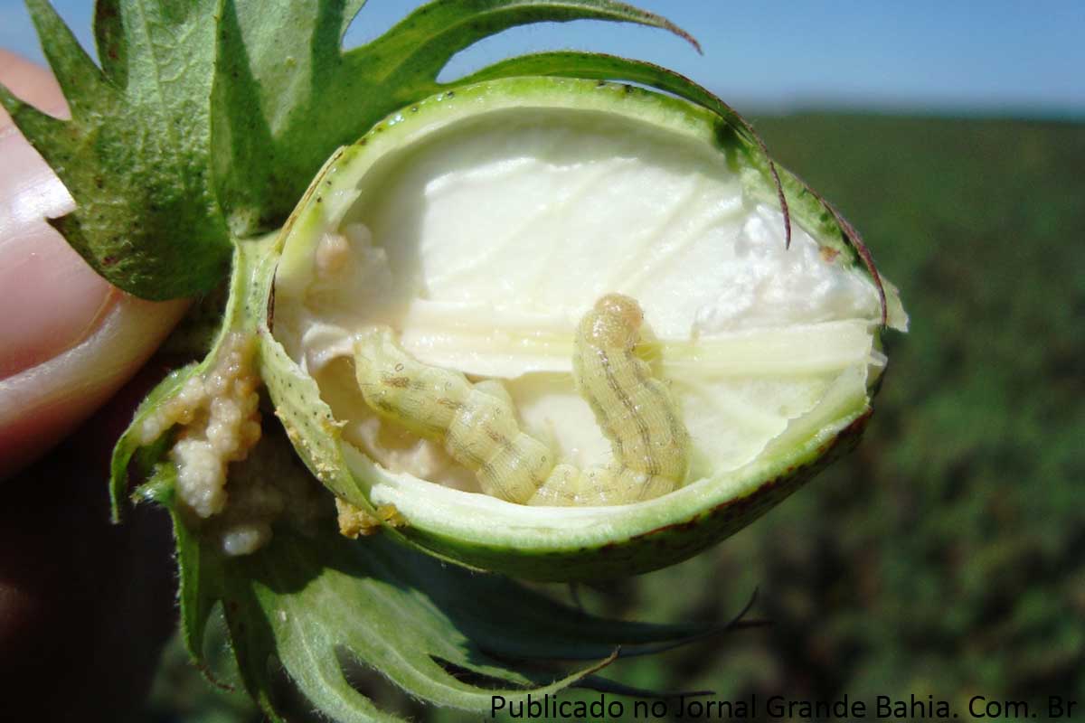 Lagarta Helicoverpa Armigera ataca a maça do algodão.