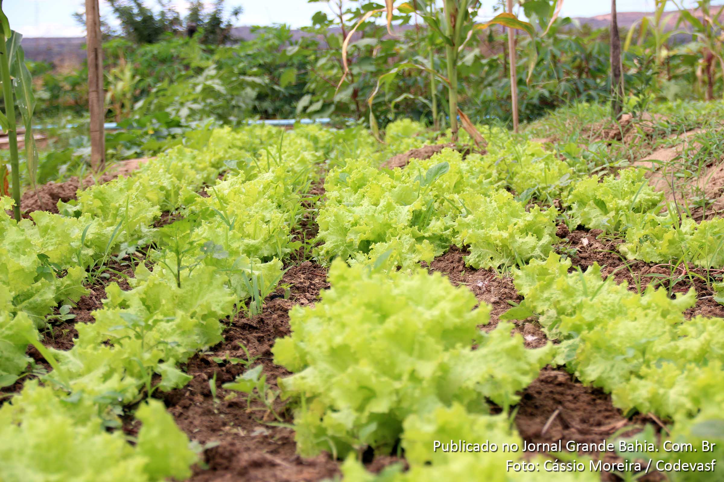 Codevasf implanta projeto piloto de irrigação na Bahia.