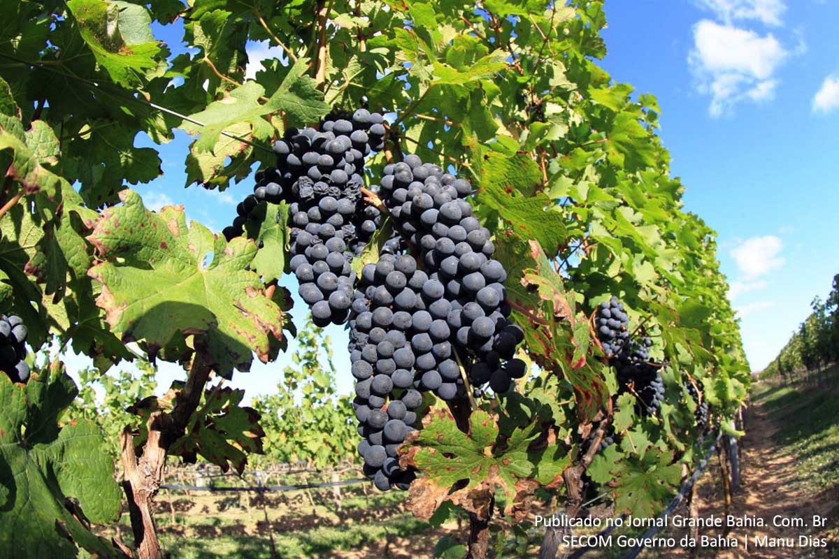 Parreiral de uvas vinícolas.