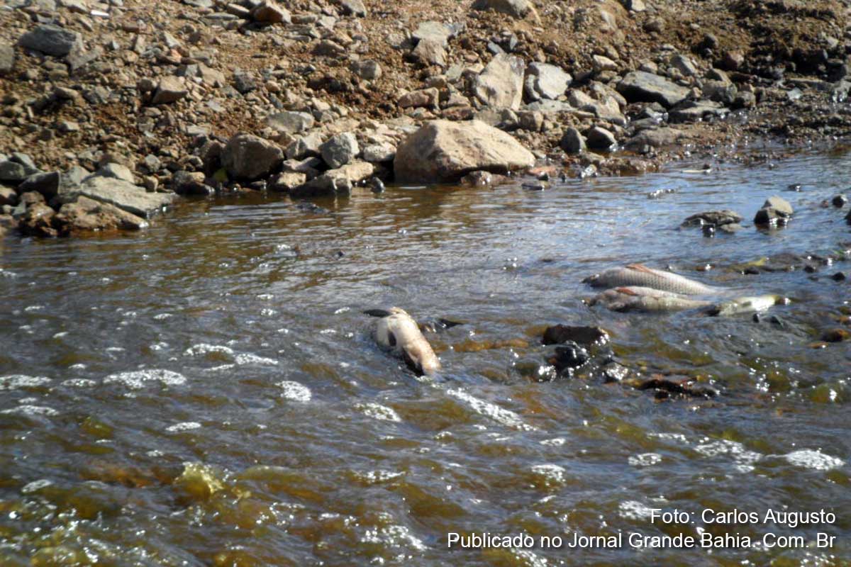 Peixes mortos no fluxo do riacho das Panelas evidenciam crime ambiental cometido pela Sustentare.