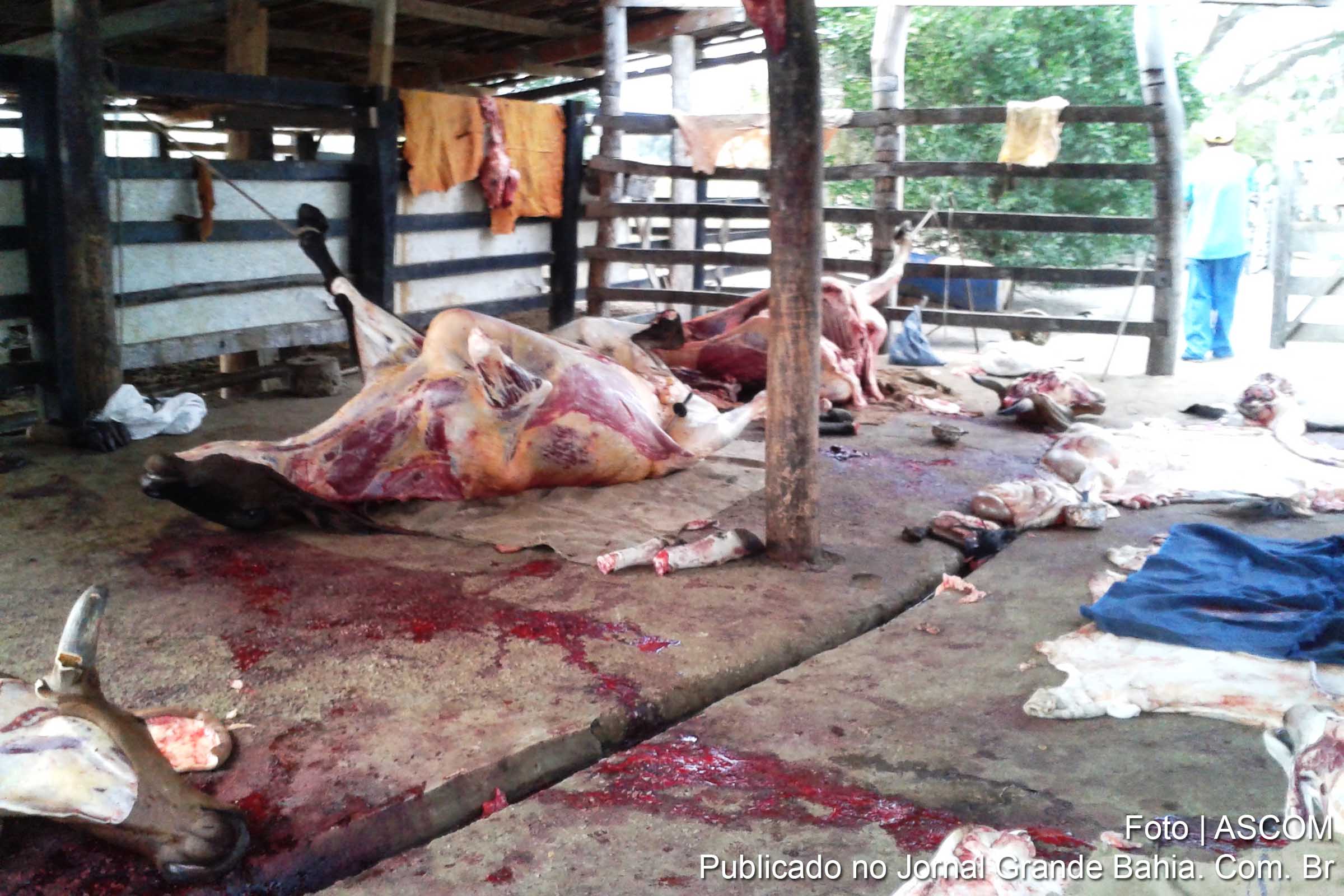 Abate clandestino de gado é interditado.