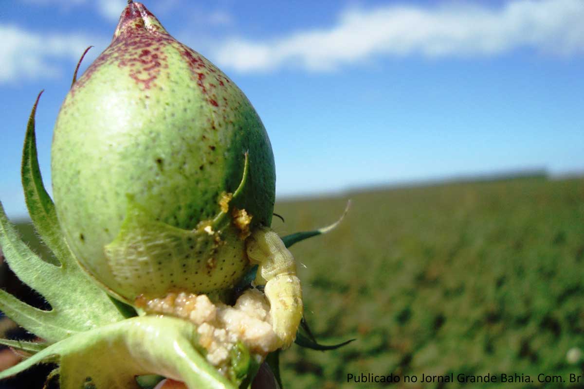A lagarta Helicoverpa armigera foi identificada no país em 2012.