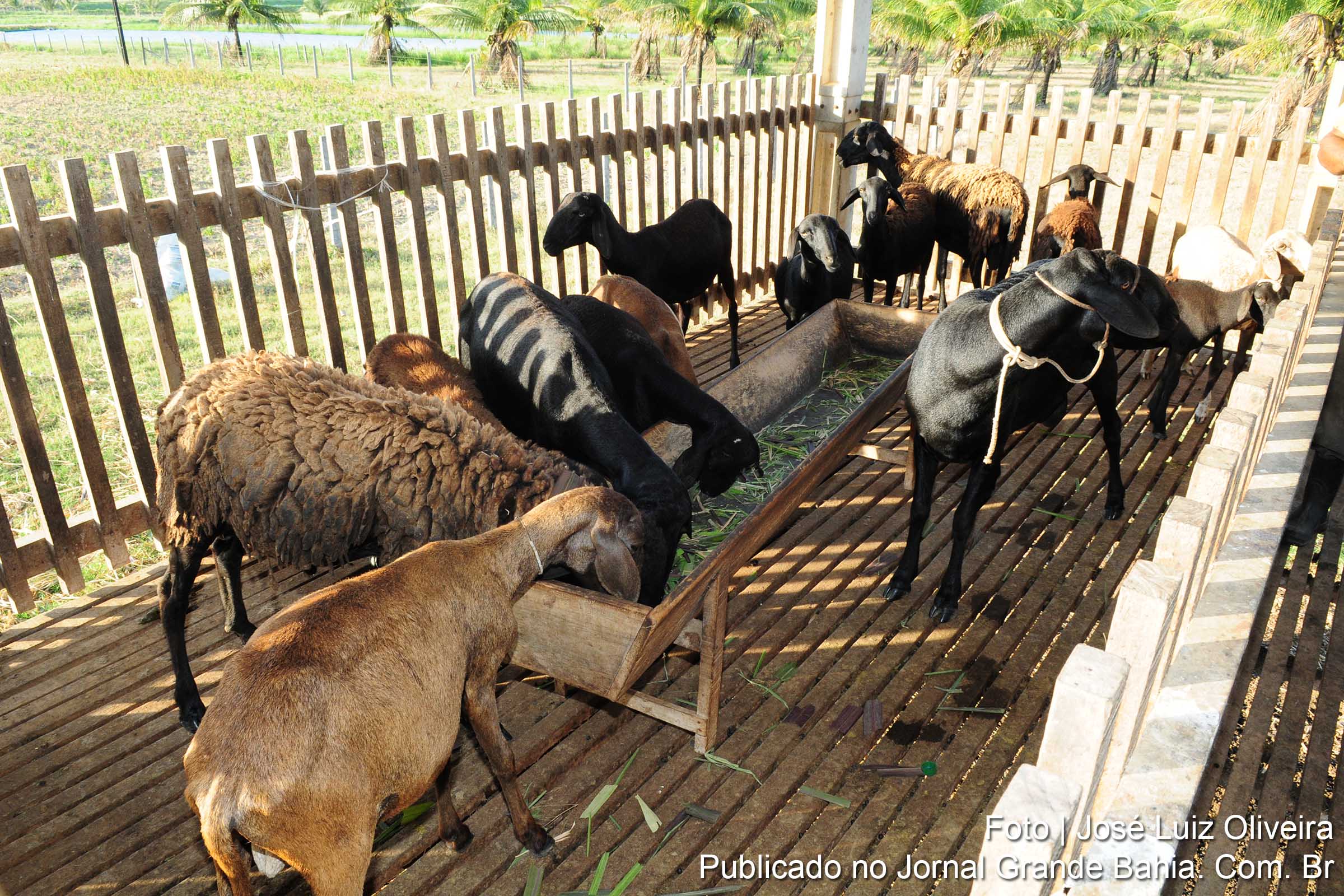 Ação da Codevasf contribui para reforçar alimentação animal em áreas afetadas pela seca.