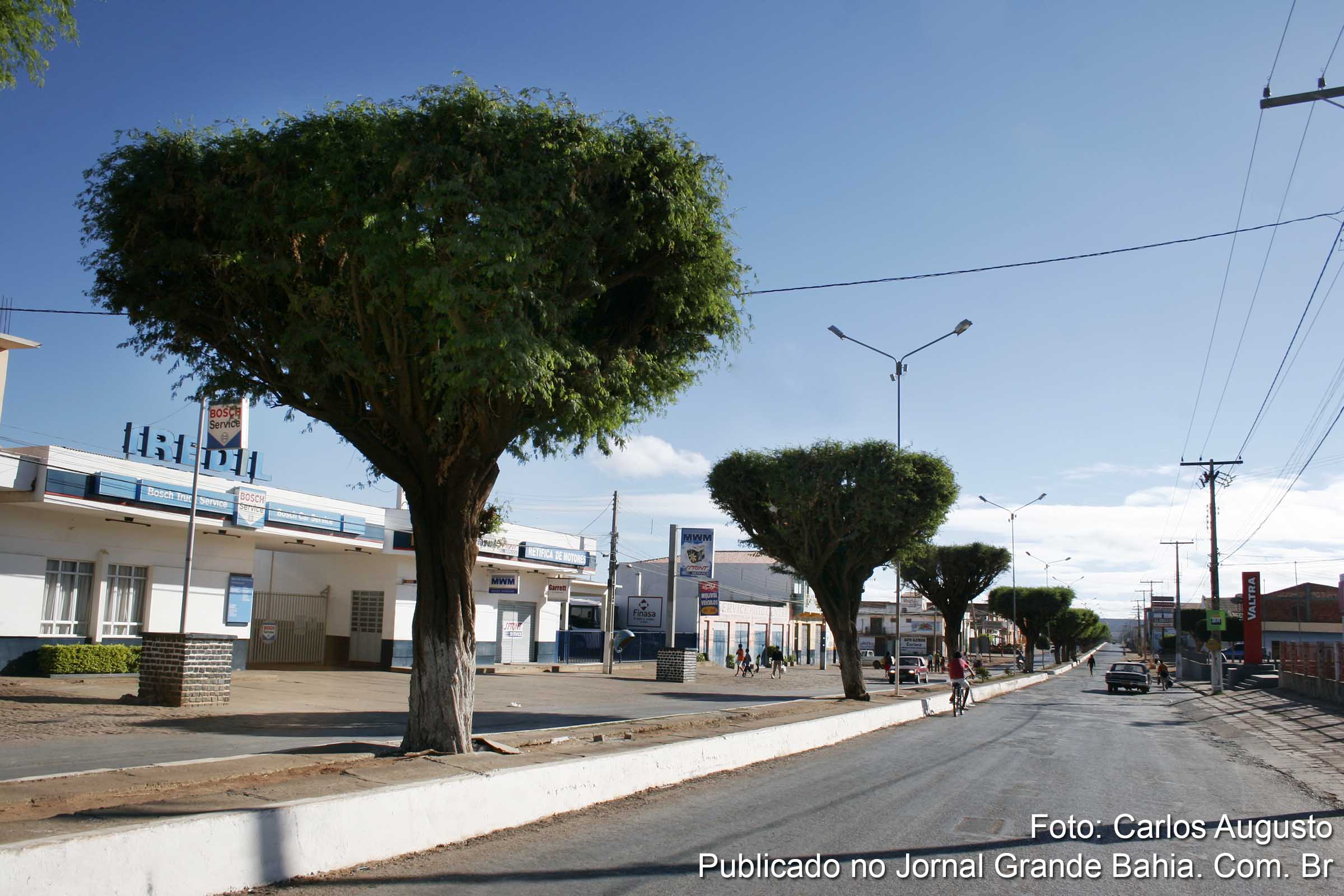 Árvores no centro da cidade de Irecê.