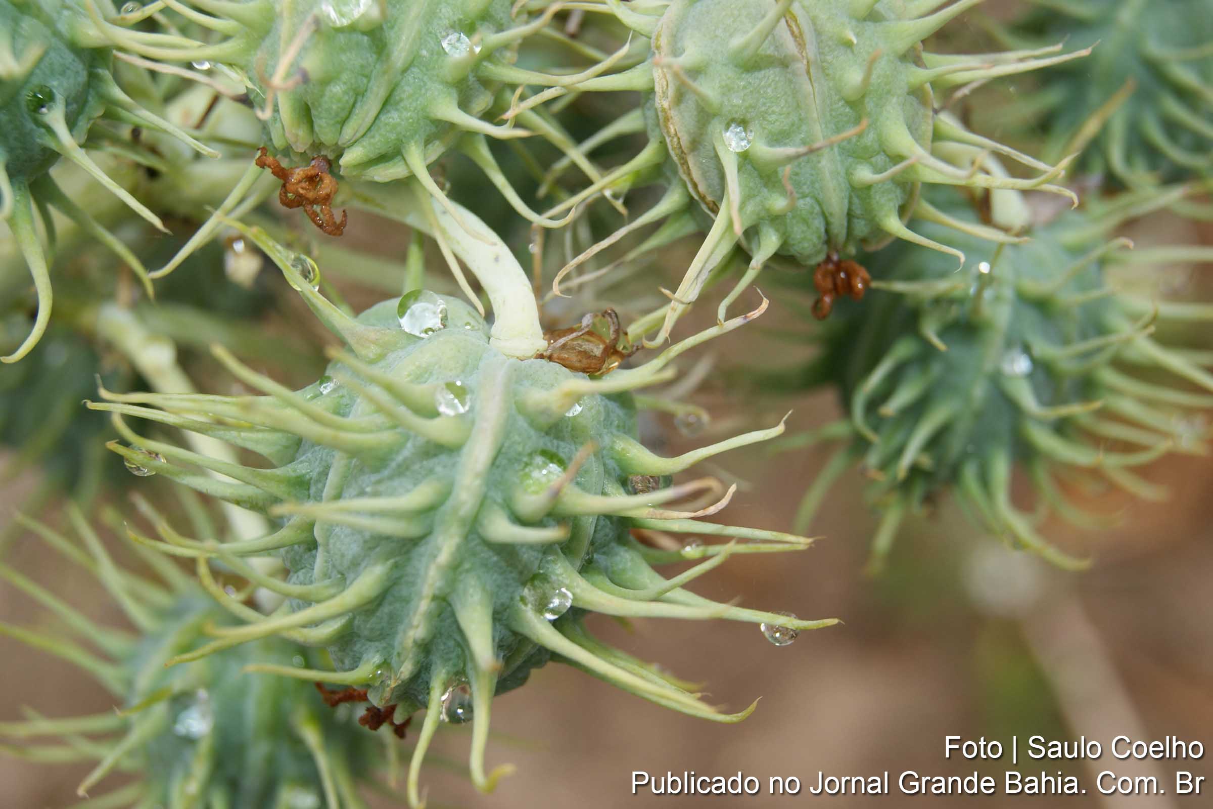 Parceria da Codevasf com Embrapa qualifica produção de mamona na Bahia.