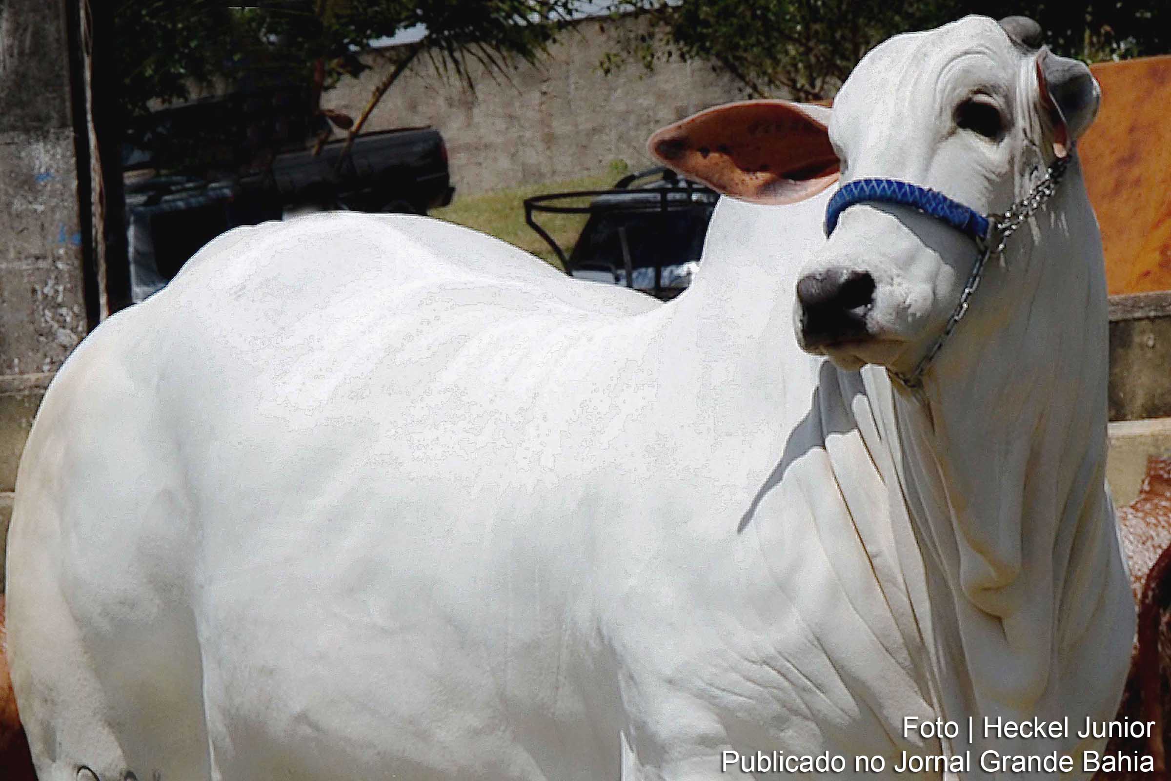 Exposições agropecuárias movimentam economia no interior da Bahia.