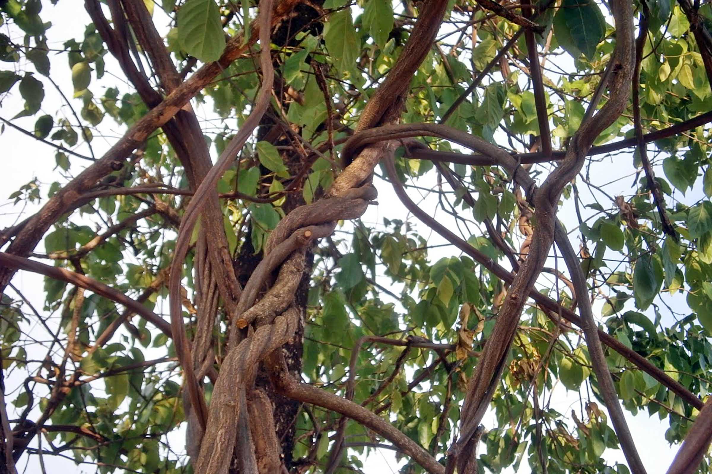 Banisteriopsis caapi, também conhecido como cipó Jagube, Liana, Mariri, Yagé ou Caapi, é um cipó nativo da região amazônica usado em ritos religiosos.