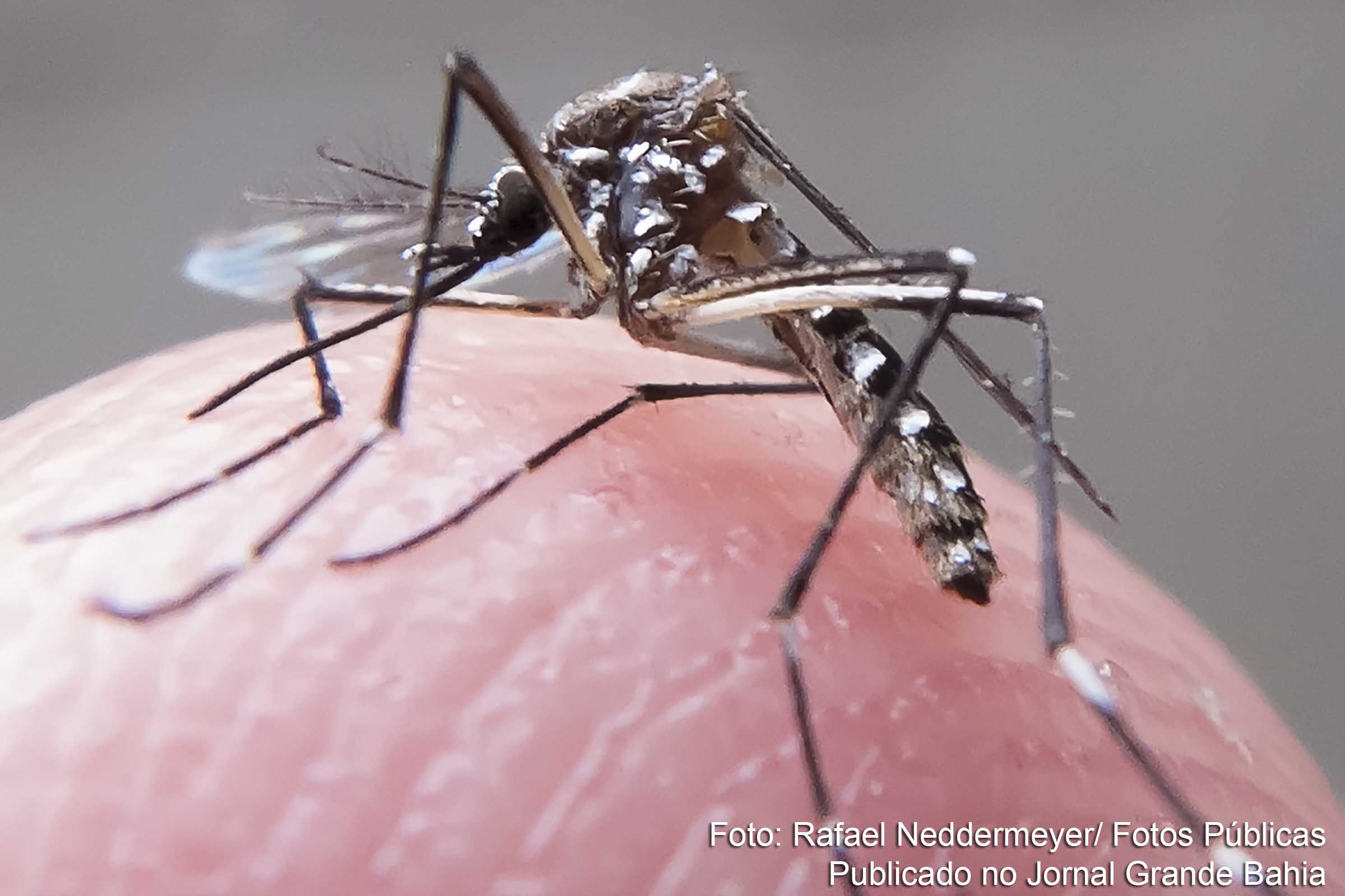 Mosquito aedes aegypti é transmissor da dengue, chikungunya e zika vírus.