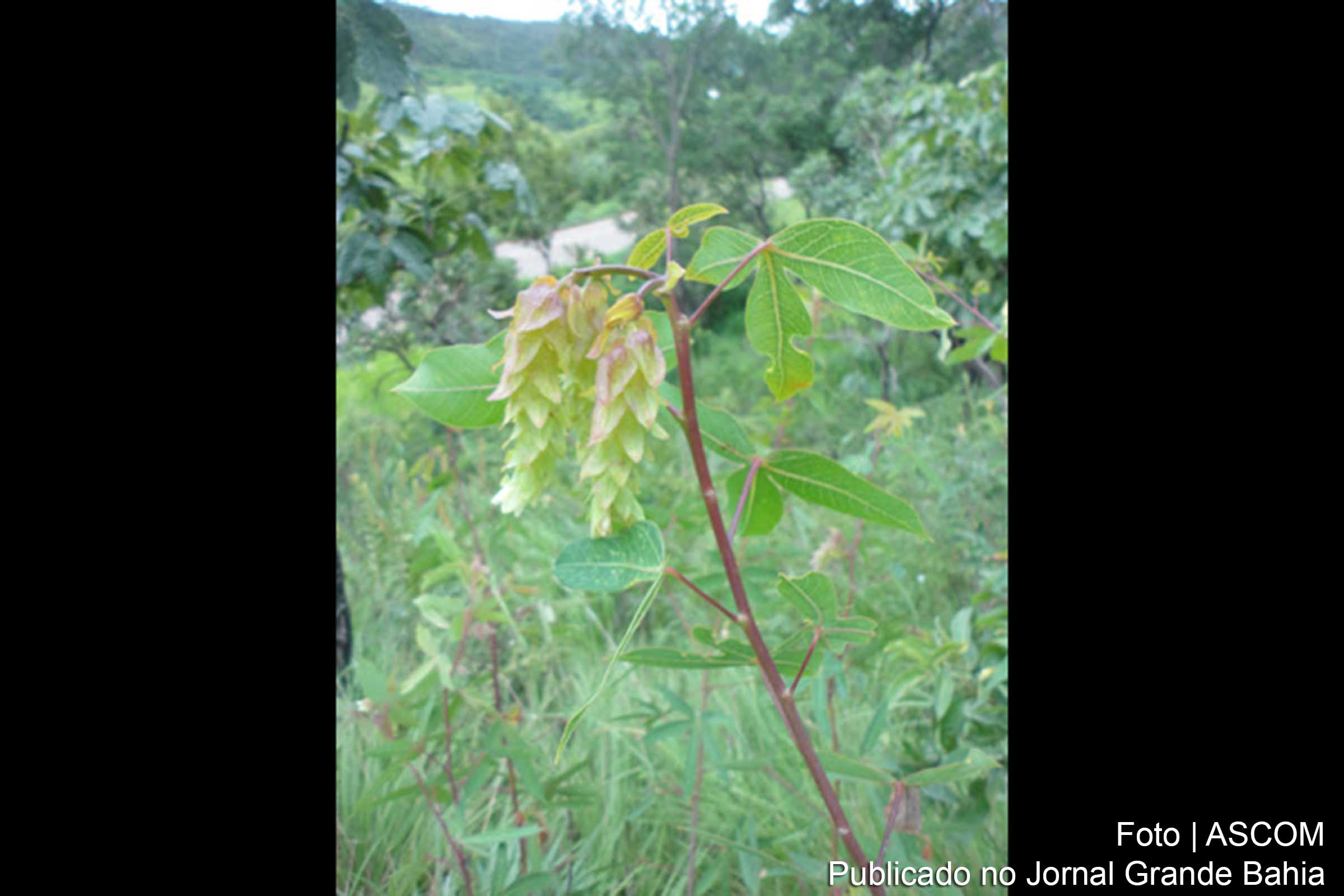 A espécie recém-descrita foi encontrada pelos pesquisadores na Serra da Petrovina, em Mato Grosso.