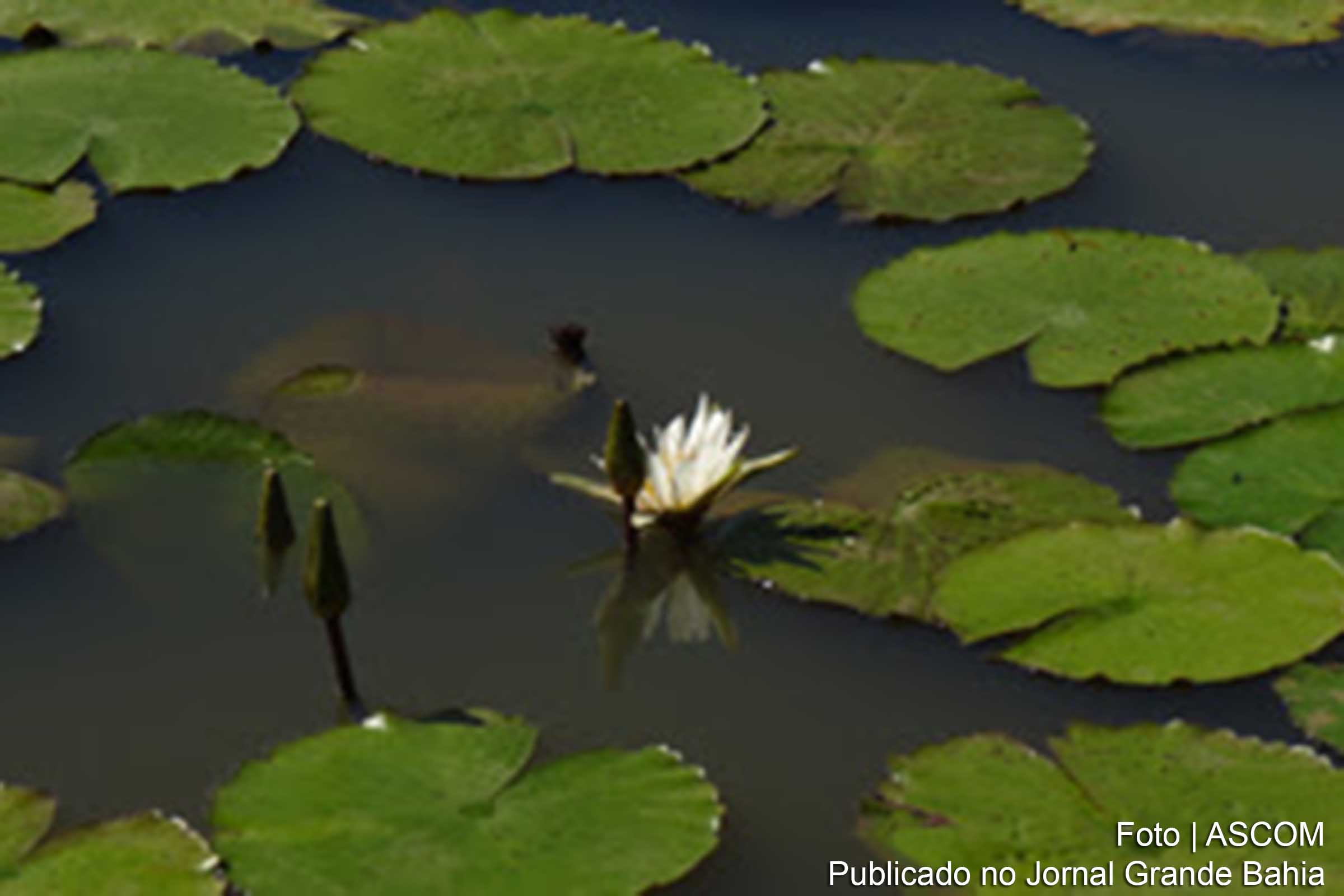 Estudo da UFRB relata 316 espécies de plantas aquáticas no Recôncavo da Bahia.