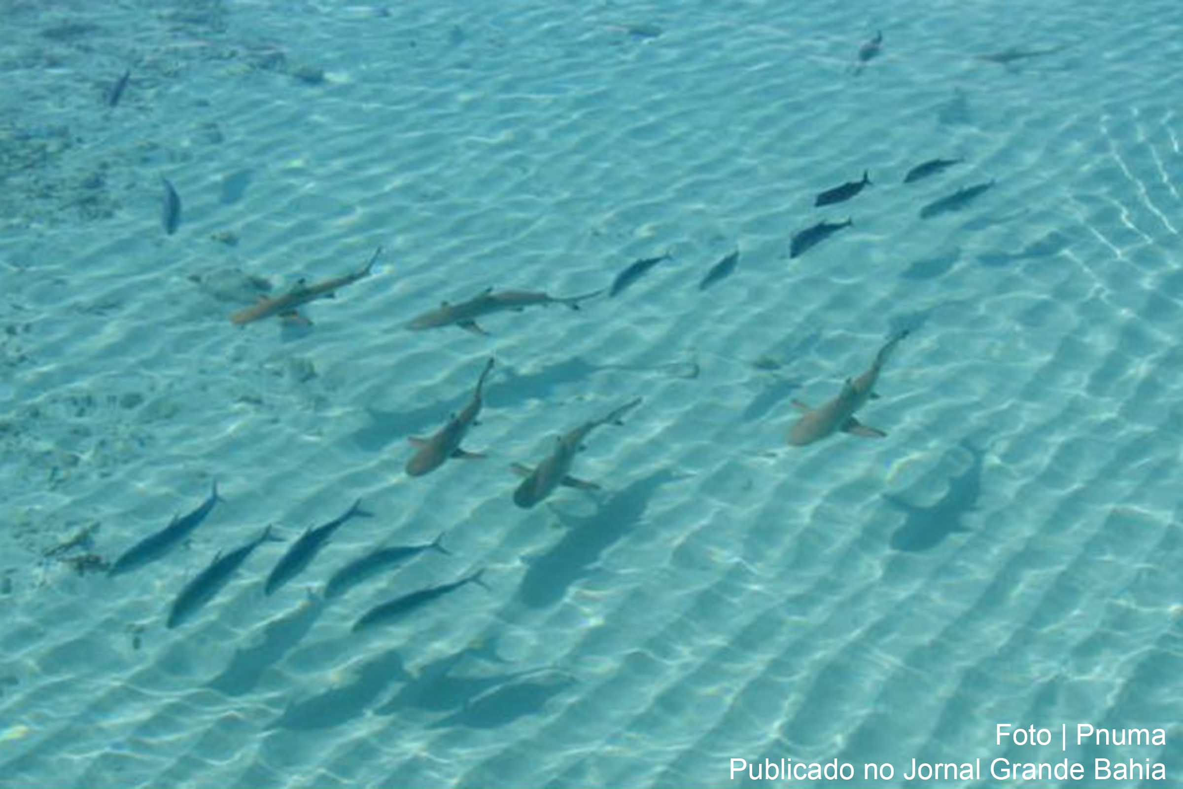 Tubarões e arraias em vias de extinção.