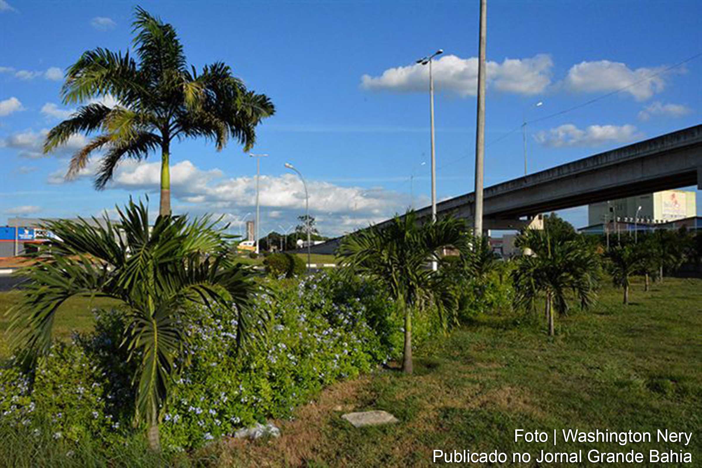 Intervenções estão sendo executadas pelo Departamento de Áreas Verdes de Feira de Santana.