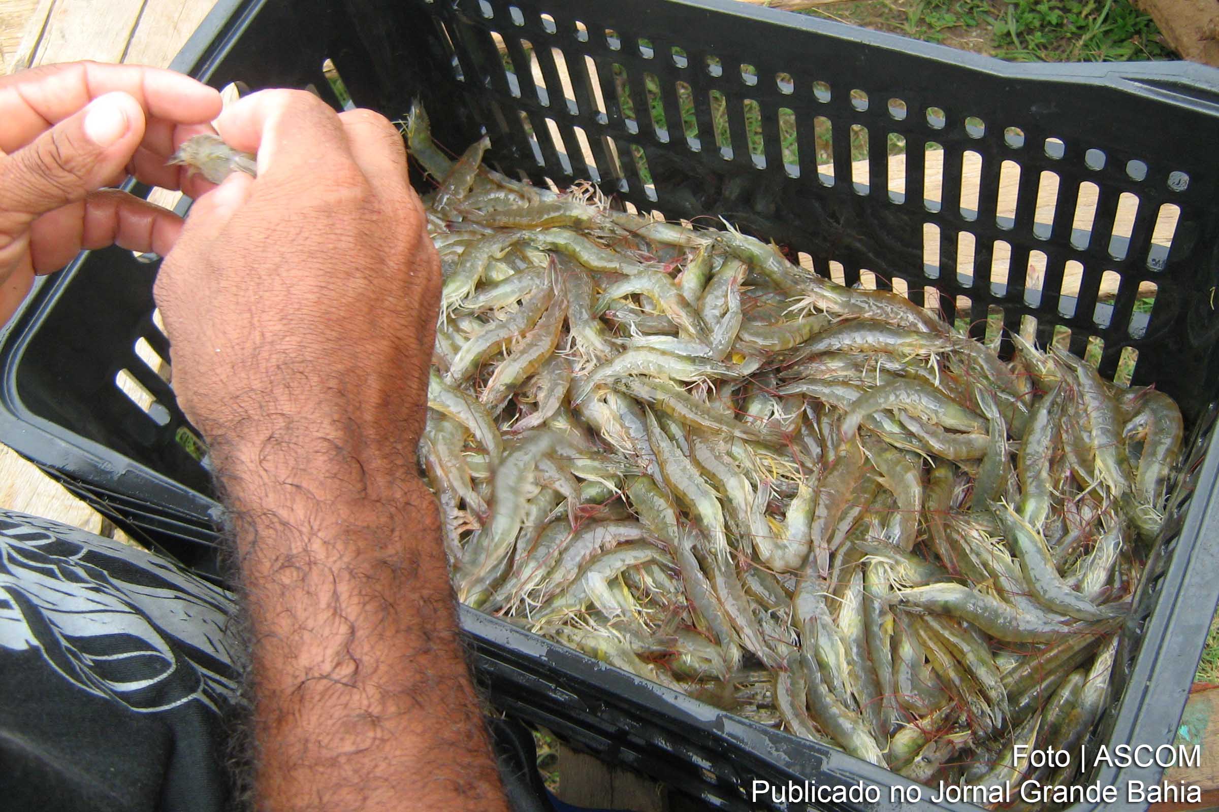 Bahia Pesca doa 45 quilos de frutos do mar ao Hospital Martagão Gesteira