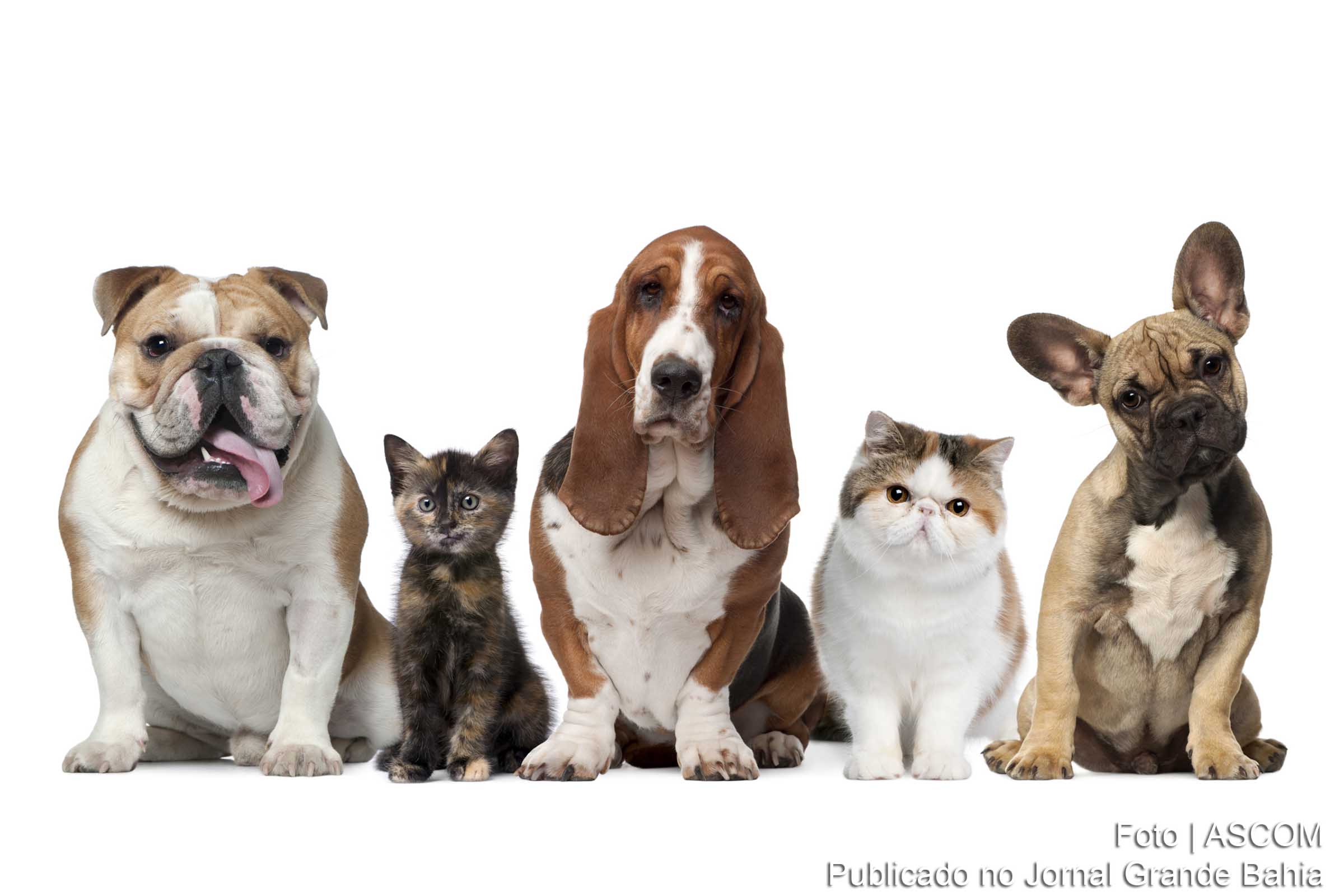 Matéria apresenta dicas de como evitar o estresse dos animais de estimação com fogos de artifício.