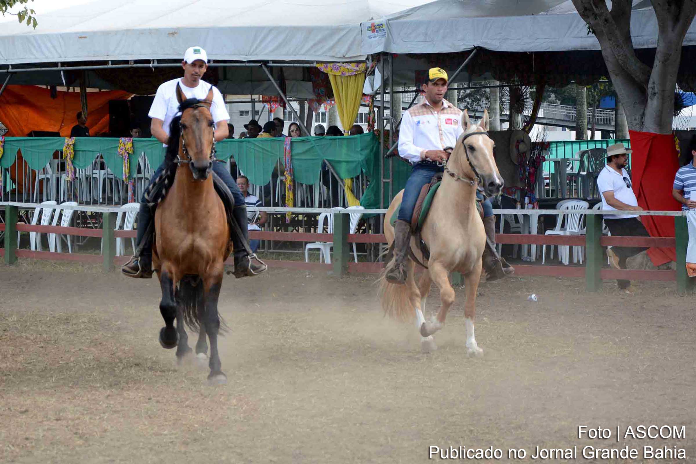 Genética do Campolina baiano desperta interesse científico.