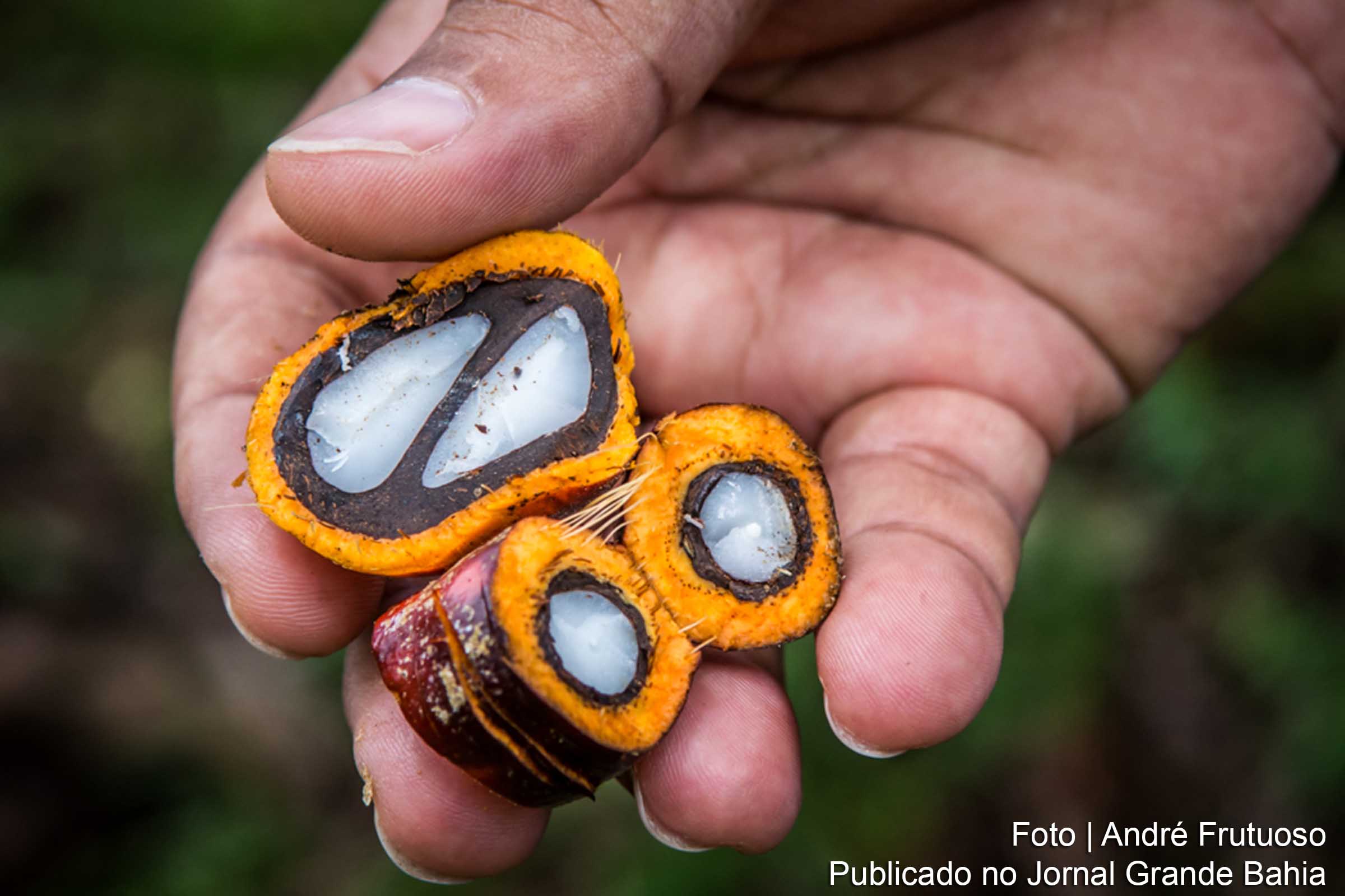 A Bahia é o segundo maior produtor de dendê do Brasil, com uma produção anual de 204.986 toneladas.