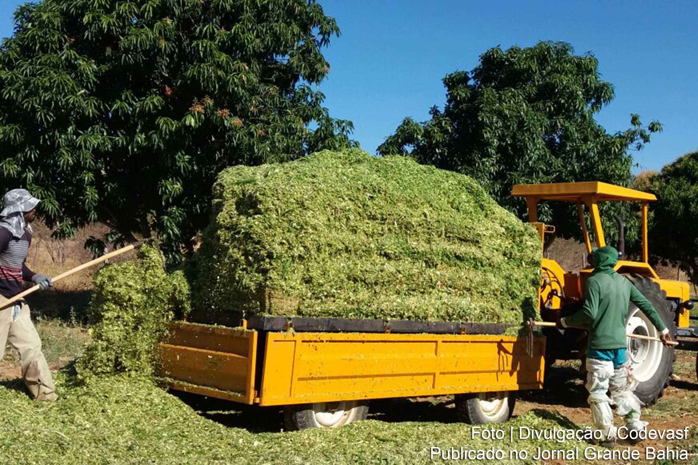 Experiência de produtor com silagem é alternativa para diversificação de culturas no Perímetro Irrigado Estreito, em Urandi.