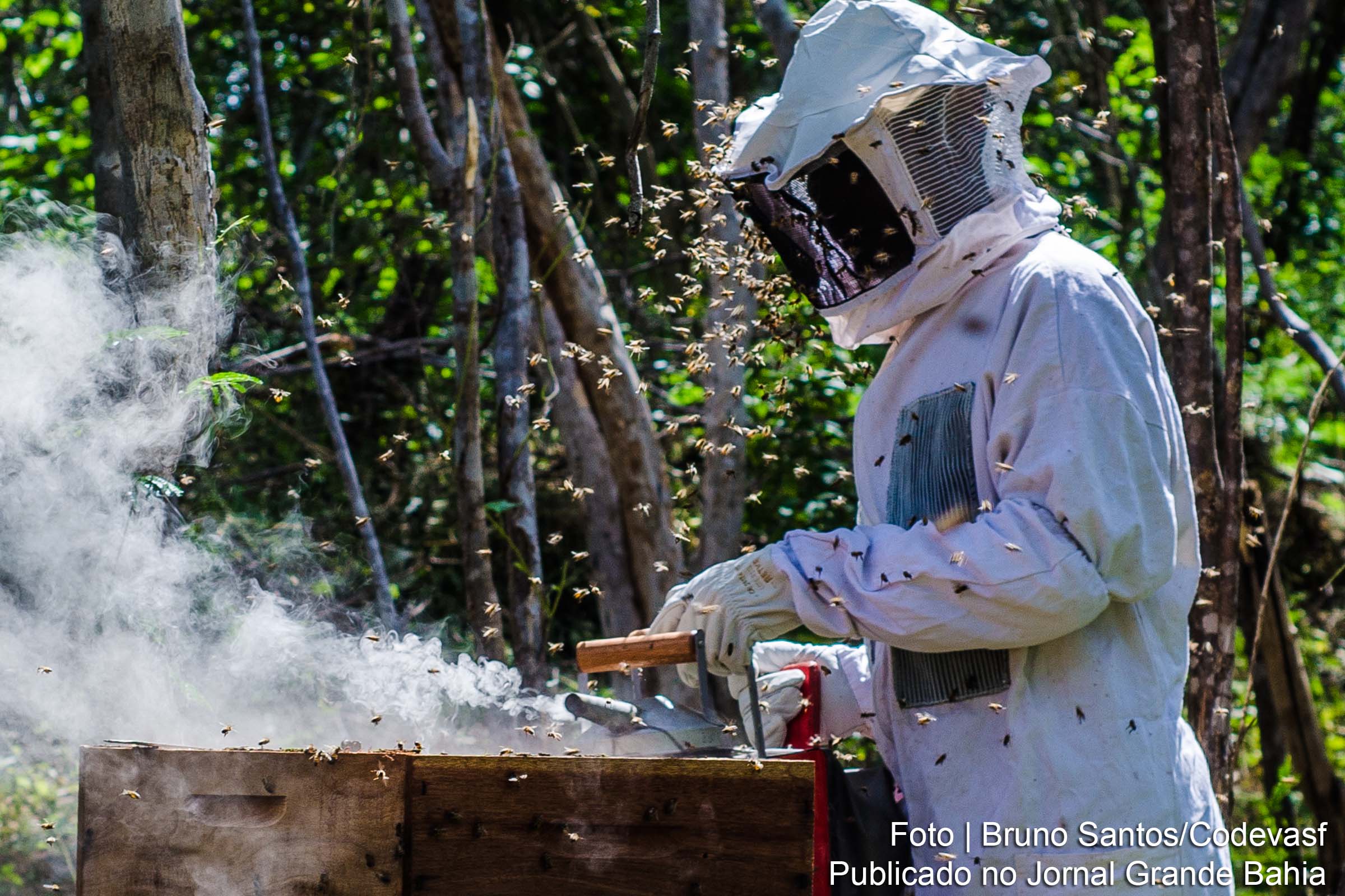 Apicultores do Norte baiano aprimoram técnicas da atividade.