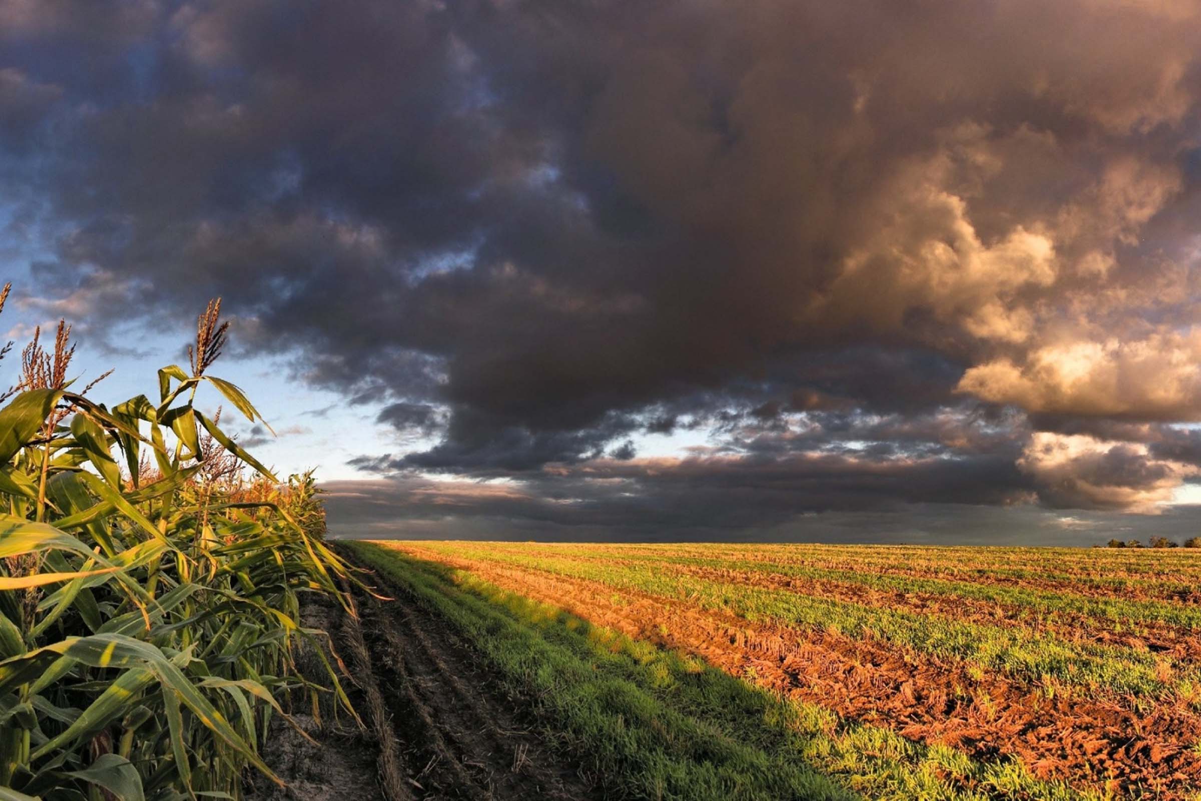 Os produtores de milho afetados pela seca no Sergipe e no nordeste da Bahia tiveram a renegociação das dívidas do crédito rural ampliada.