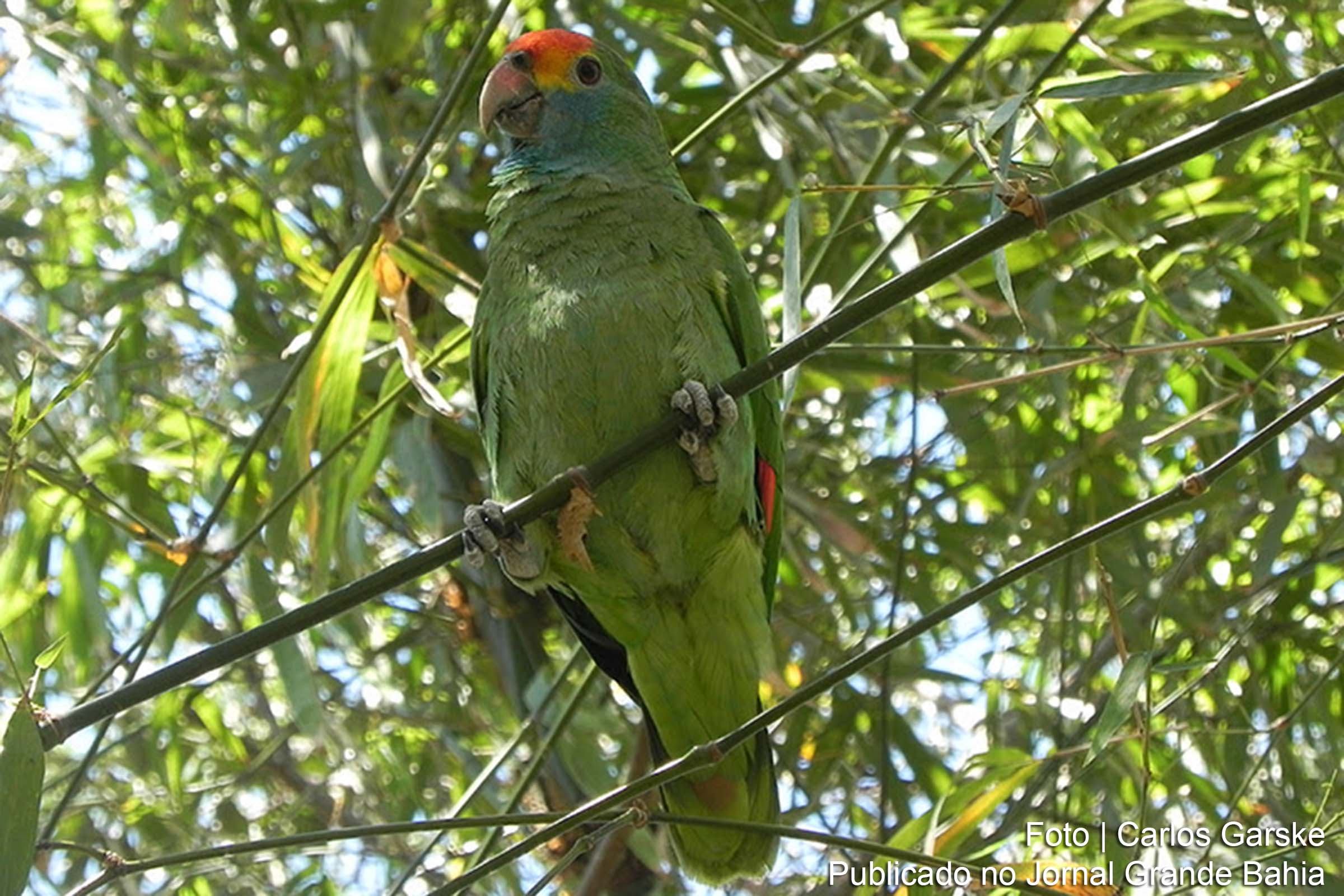 Papagaio-chauá.