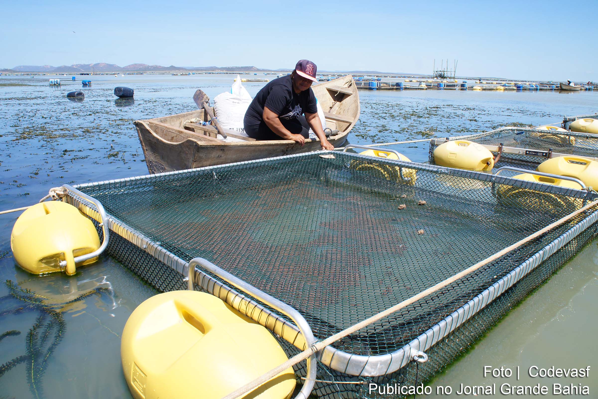 Com apoio da Codevasf, piscicultura beneficia famílias do semiárido baiano.