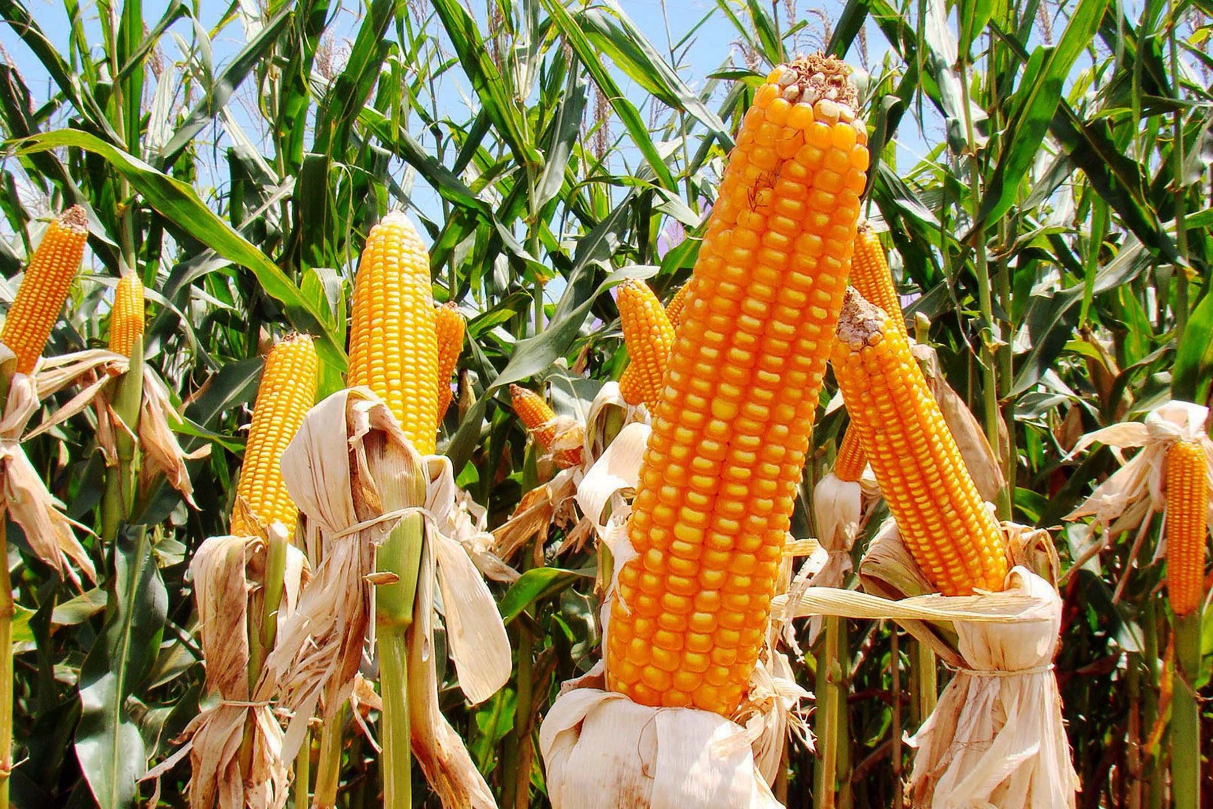 Edição 2017 do Prêmio Massey Ferguson de Jornalismo está com inscrição aberta.