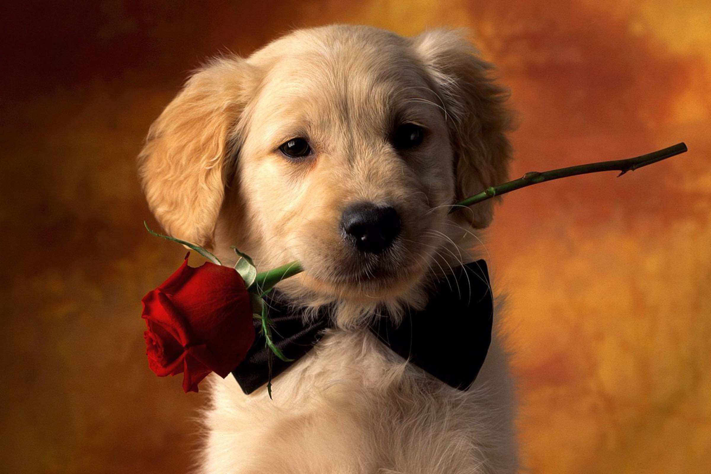 Rede de supermercado GBarbosa incentiva adoção de animais.