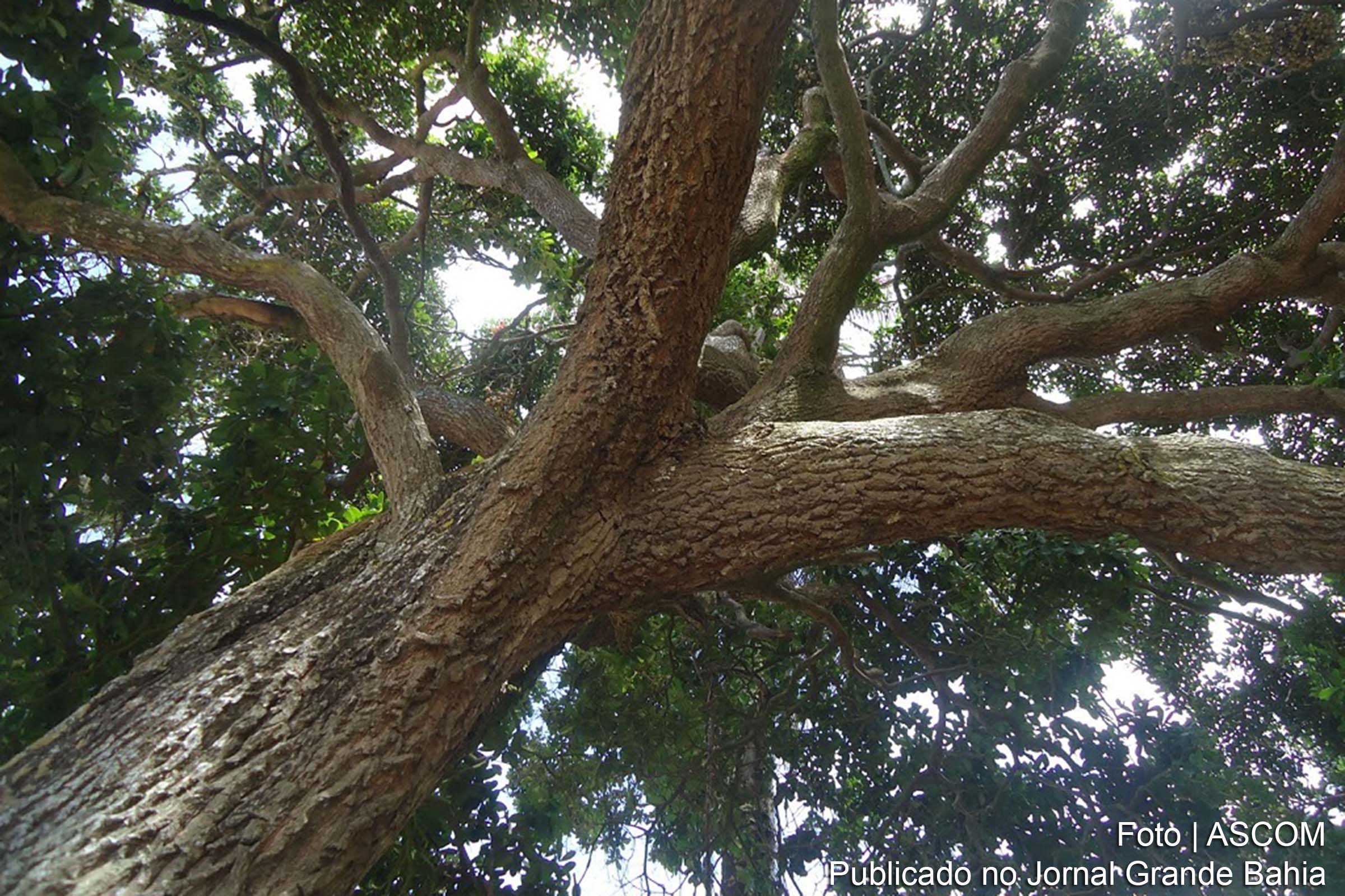 A maçaranduba é uma das espécies de árvores ameaçada de extinção.