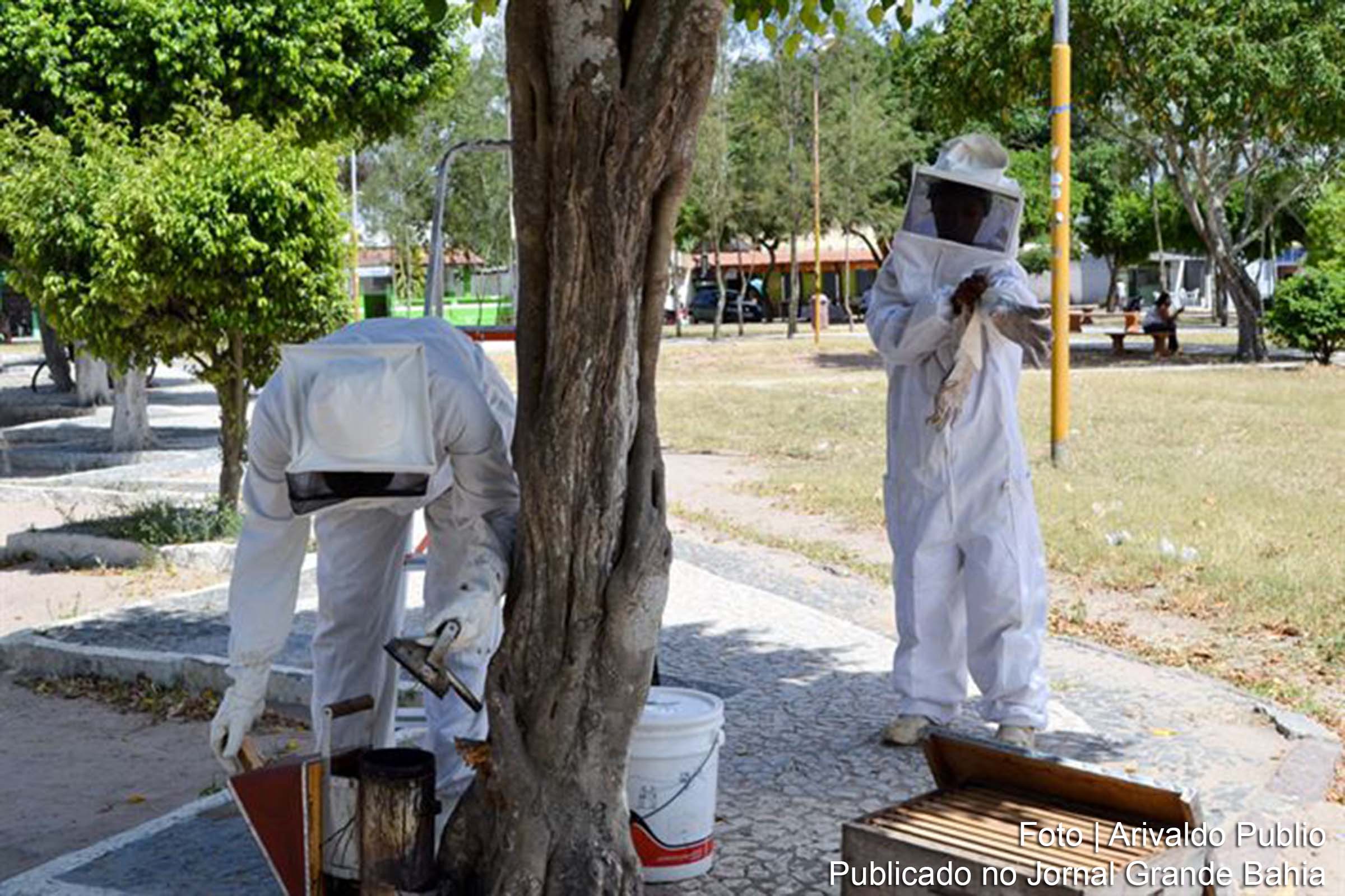 Técnicos da Secretaria da Agricultura e Corpo de Bombeiros retiram enxames de abelhas em Feira de Santana.