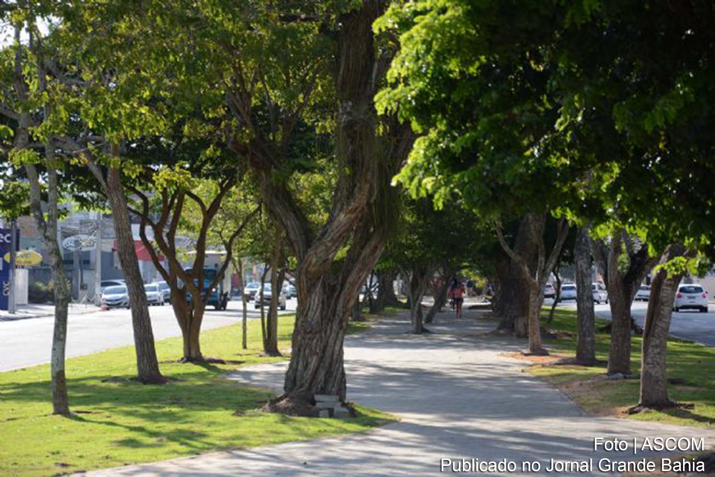 Árvores do canteiro central da Avenida Getúlio Vargas, em Feira de Santana.