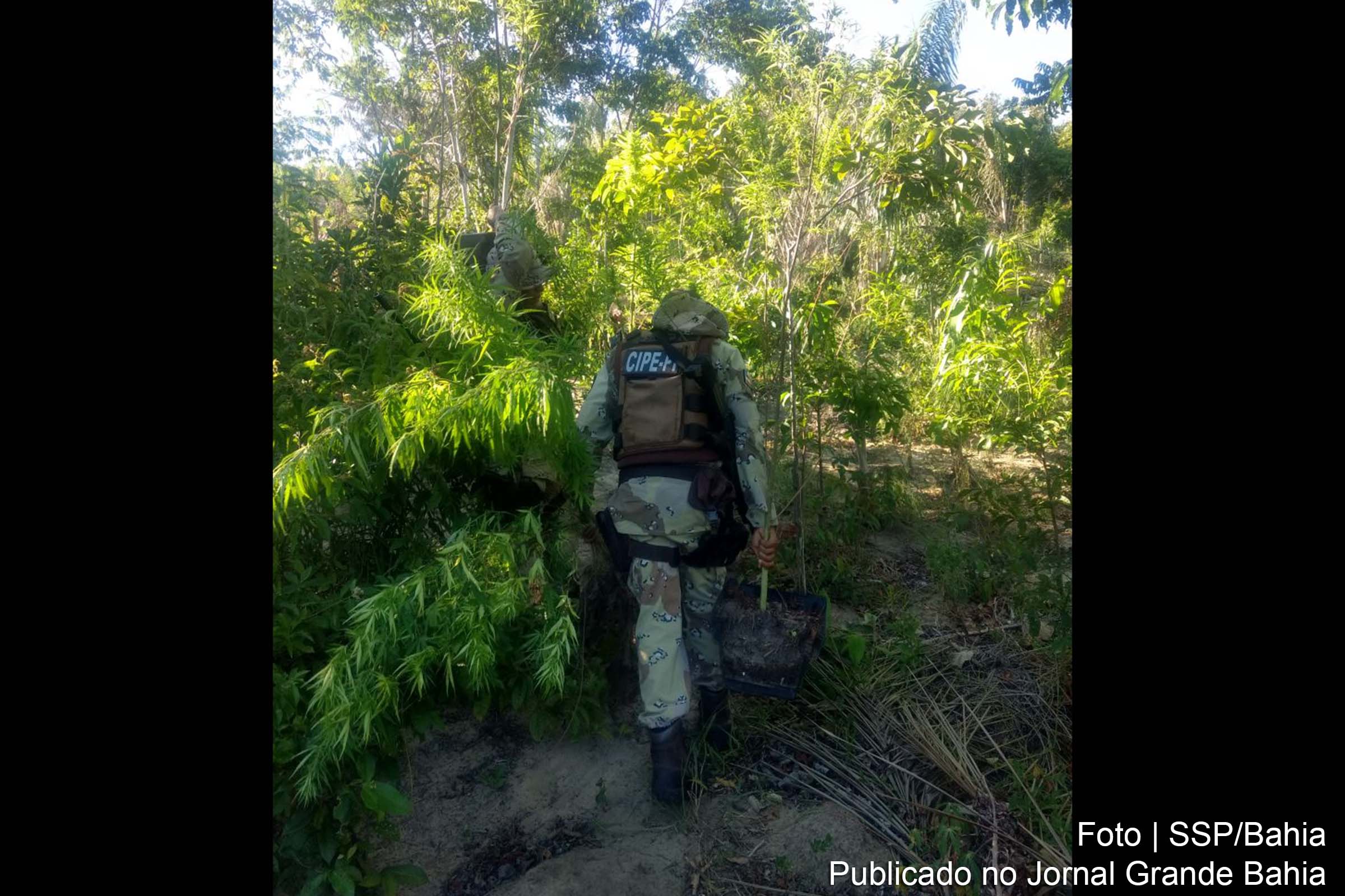 CIPE Polo Industrial localiza plantação de maconha na cidade de Vera Cruz.