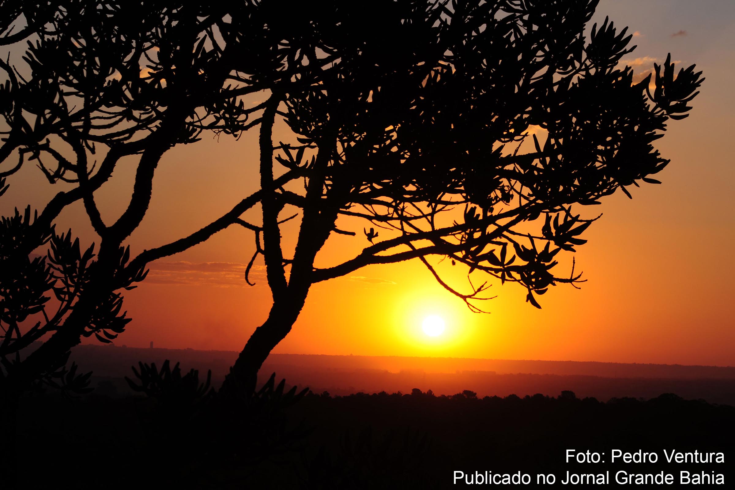Cerrado brasileiro é o segundo maior bioma da América do Sul,