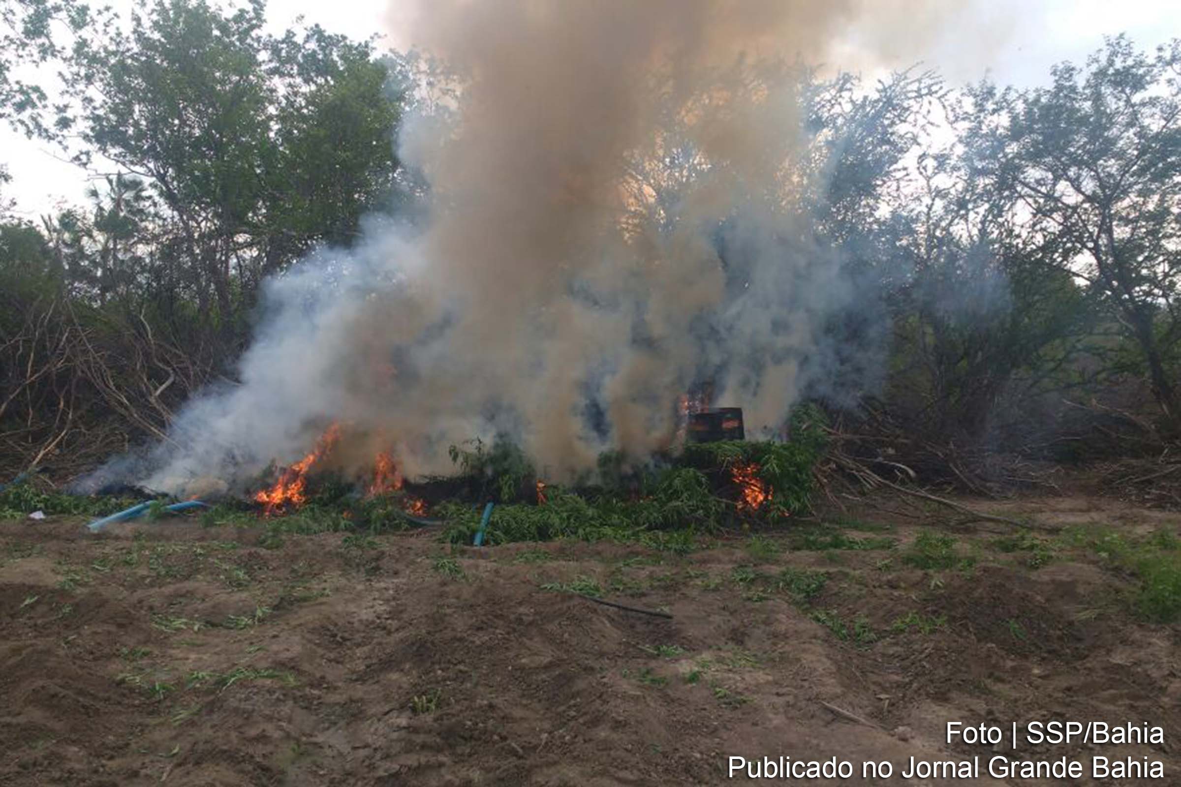 CIPE Caatinga erradica cerca de 19 mil pés de maconha em Juazeiro