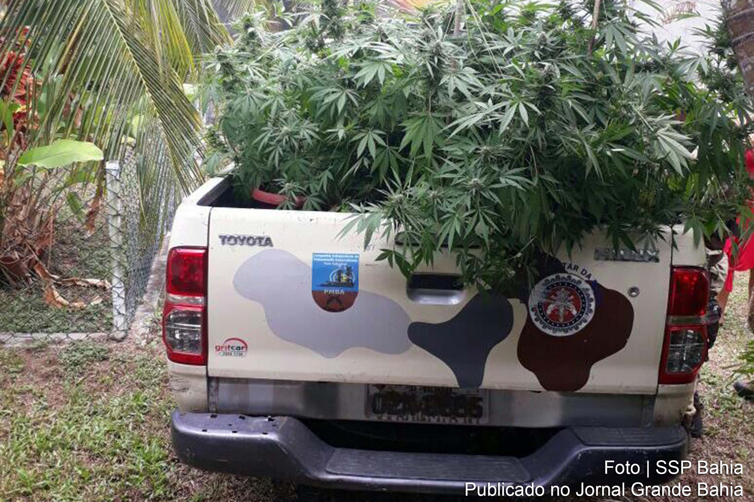 Maconha apreendida pela CIPE Polo Industrial no município de Vera Cruz.