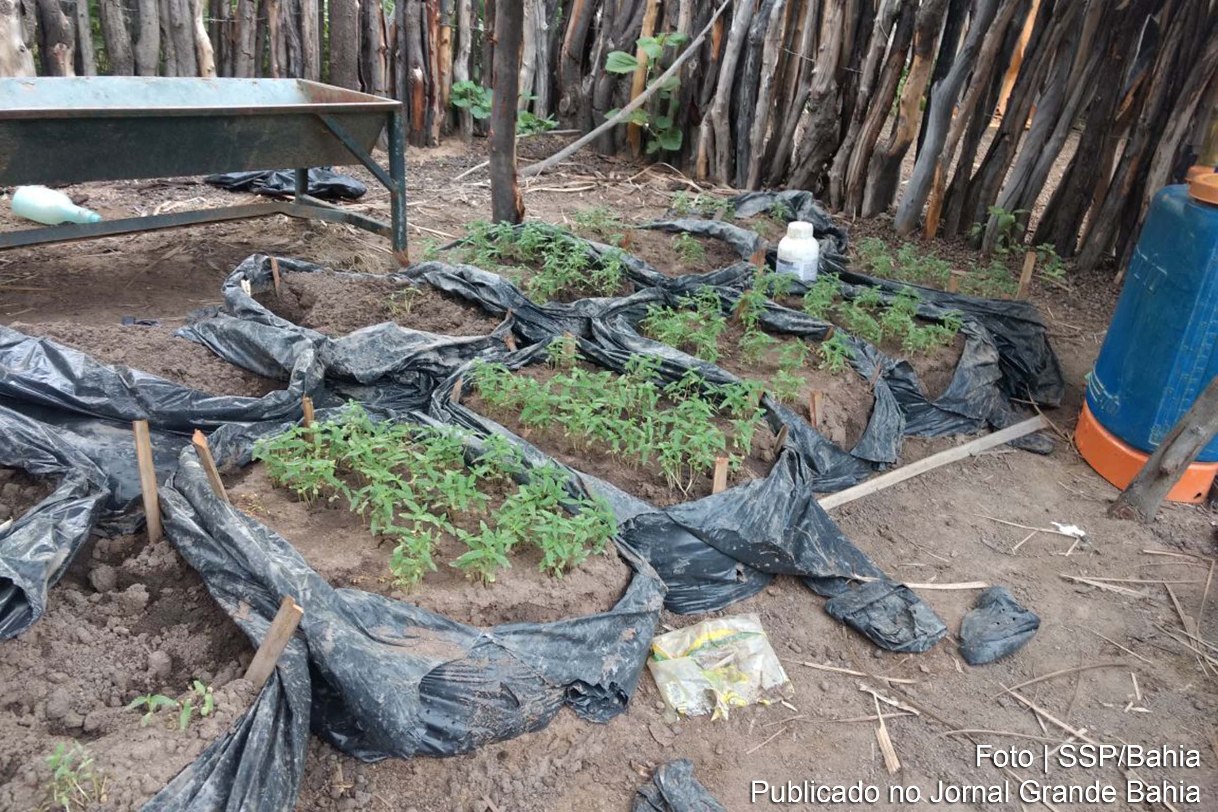 Três mil pés de maconha erradicados e rifle apreendido em Xique-Xique.