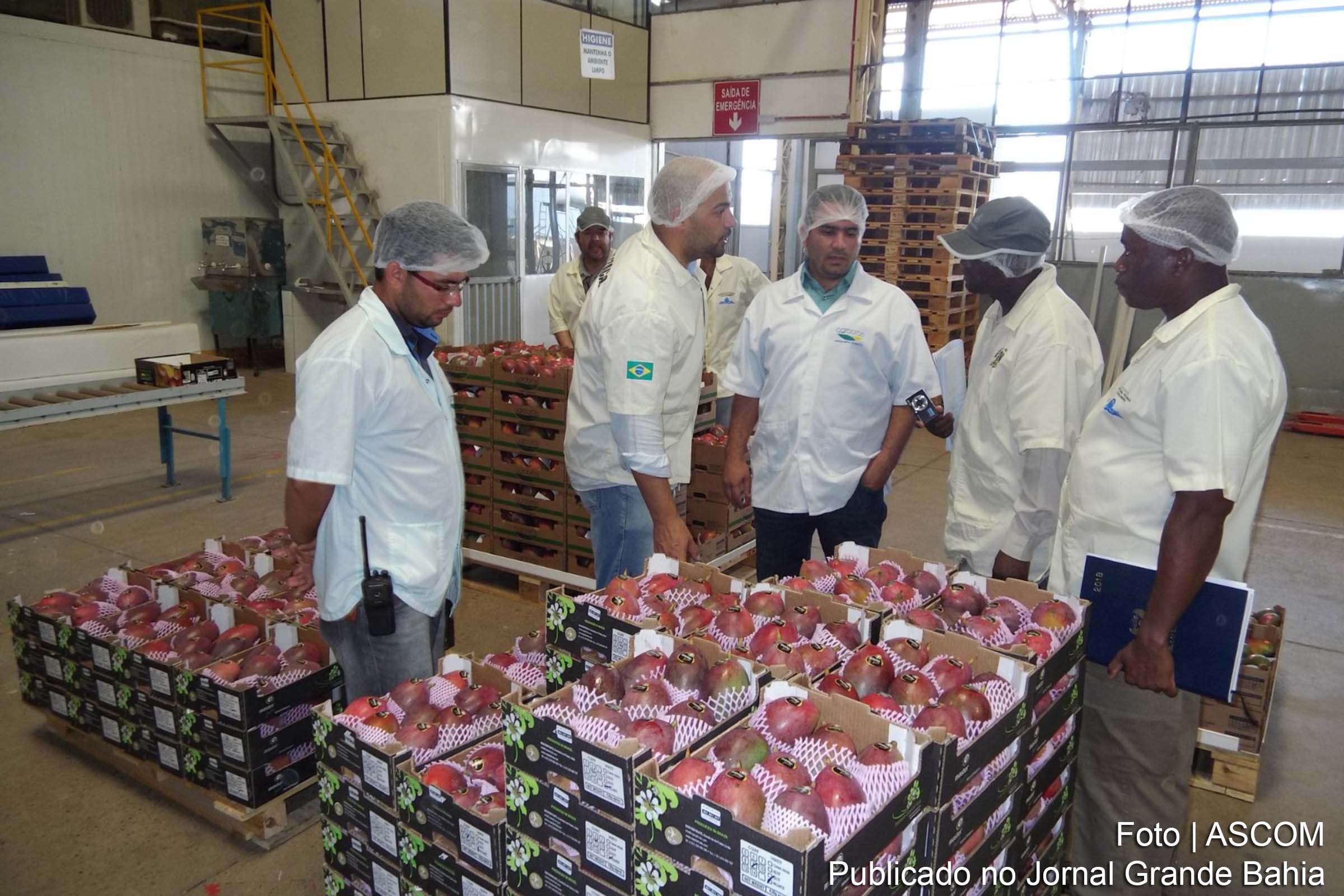 Vale do São Francisco vai exportar manga para a África do Sul