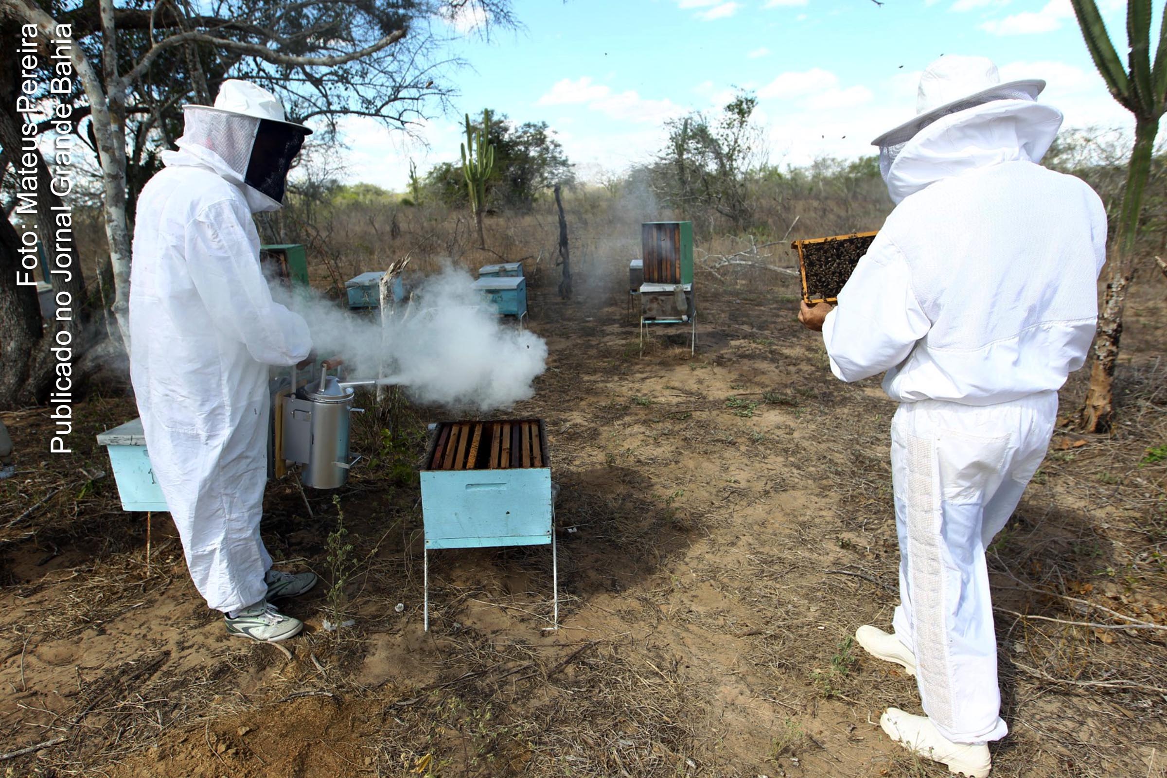 Apicultura, criação de abelhas.