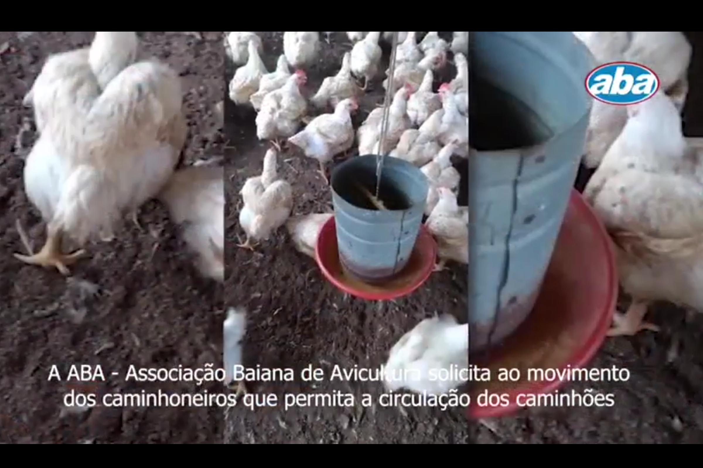 ABA apela ao movimento de caminhoneiros para que permitam circulação de alimentação destinada à avicultura.