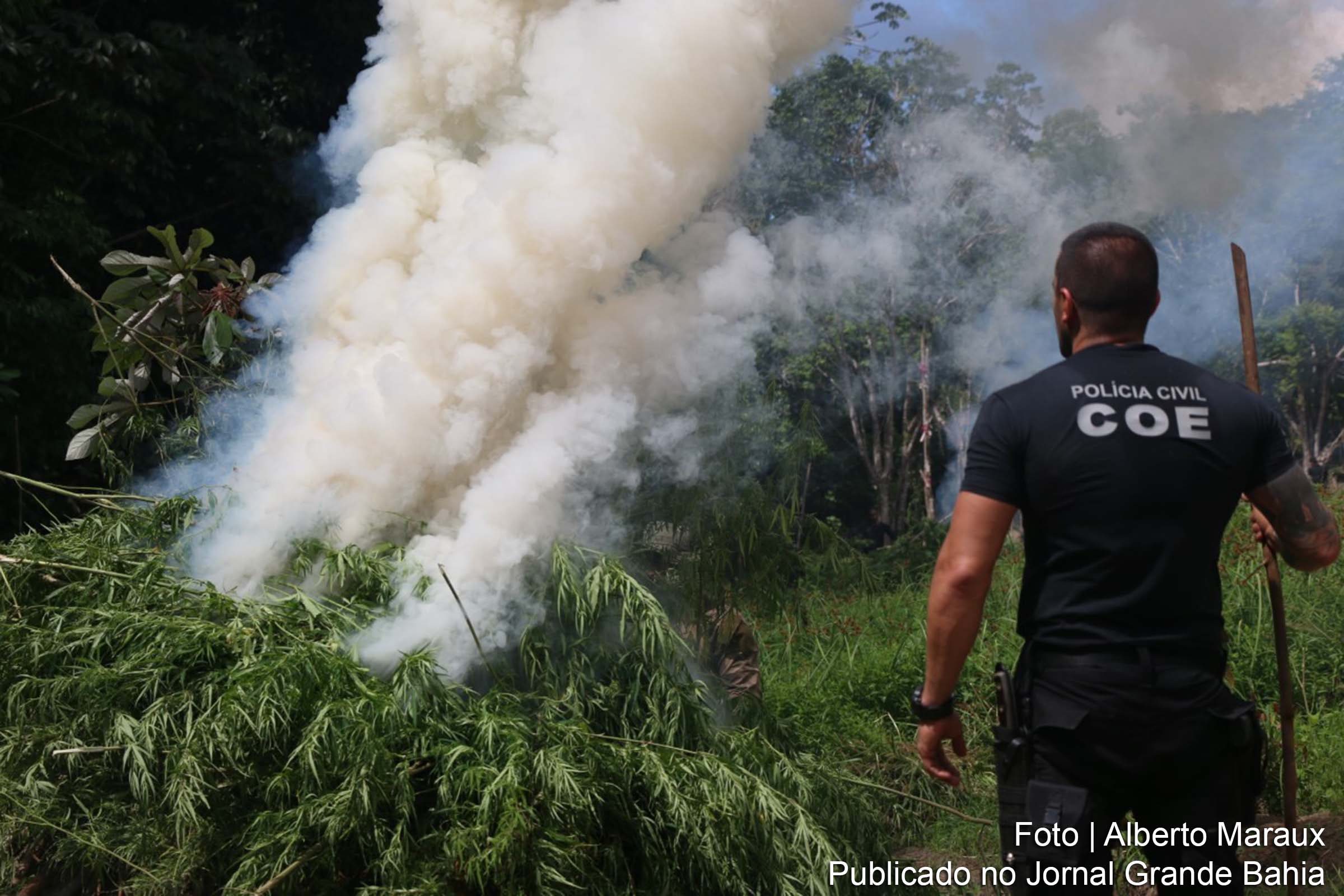 COE e Draco encontram plantação de maconha no município de Esplanada.