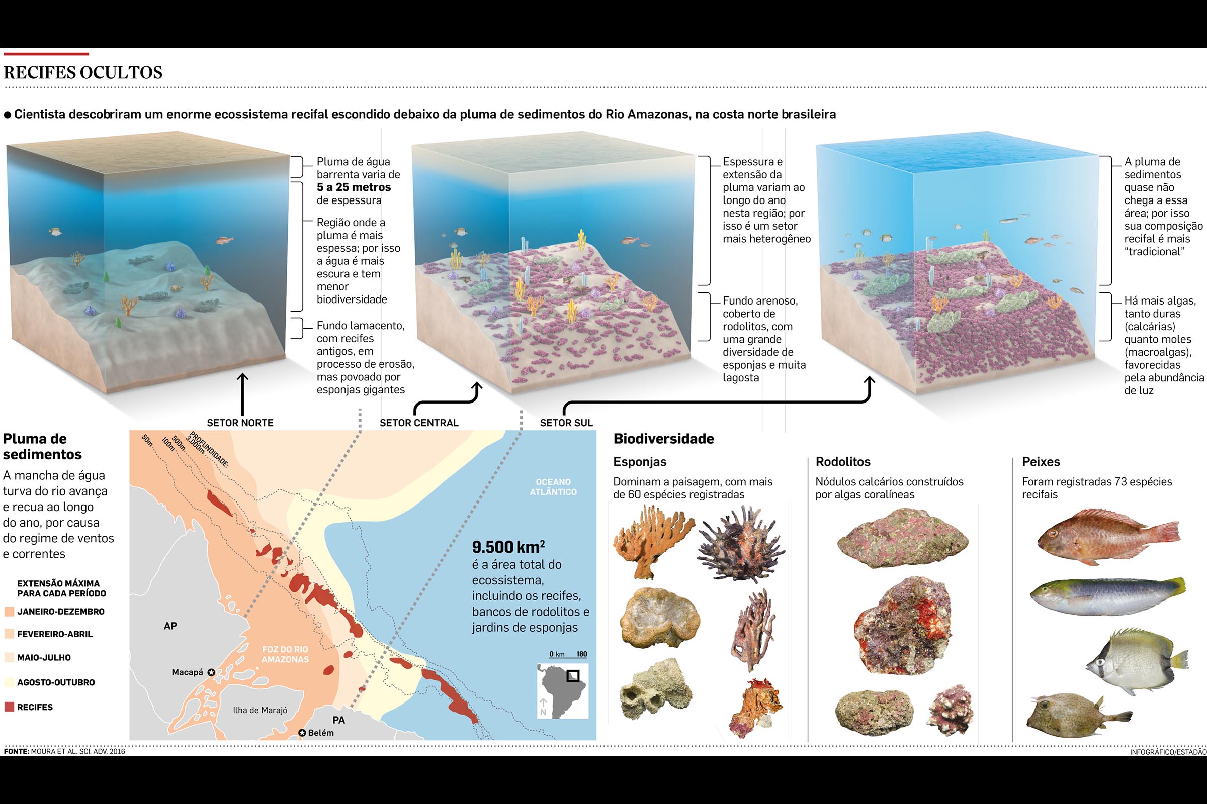 Corais da Amazônia se estendem até Guiana Francesa