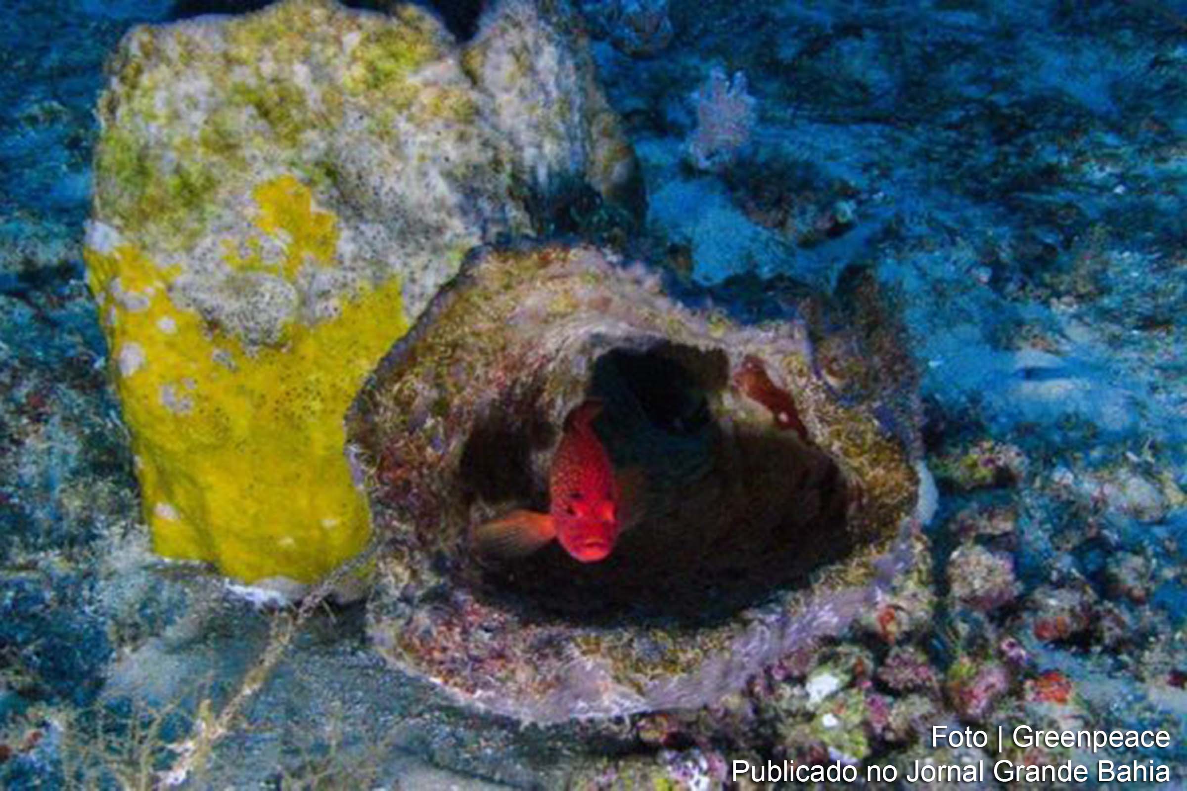 Recife na foz do Amazonas é composto por algas calcárias e recoberto por esponjas e corais.