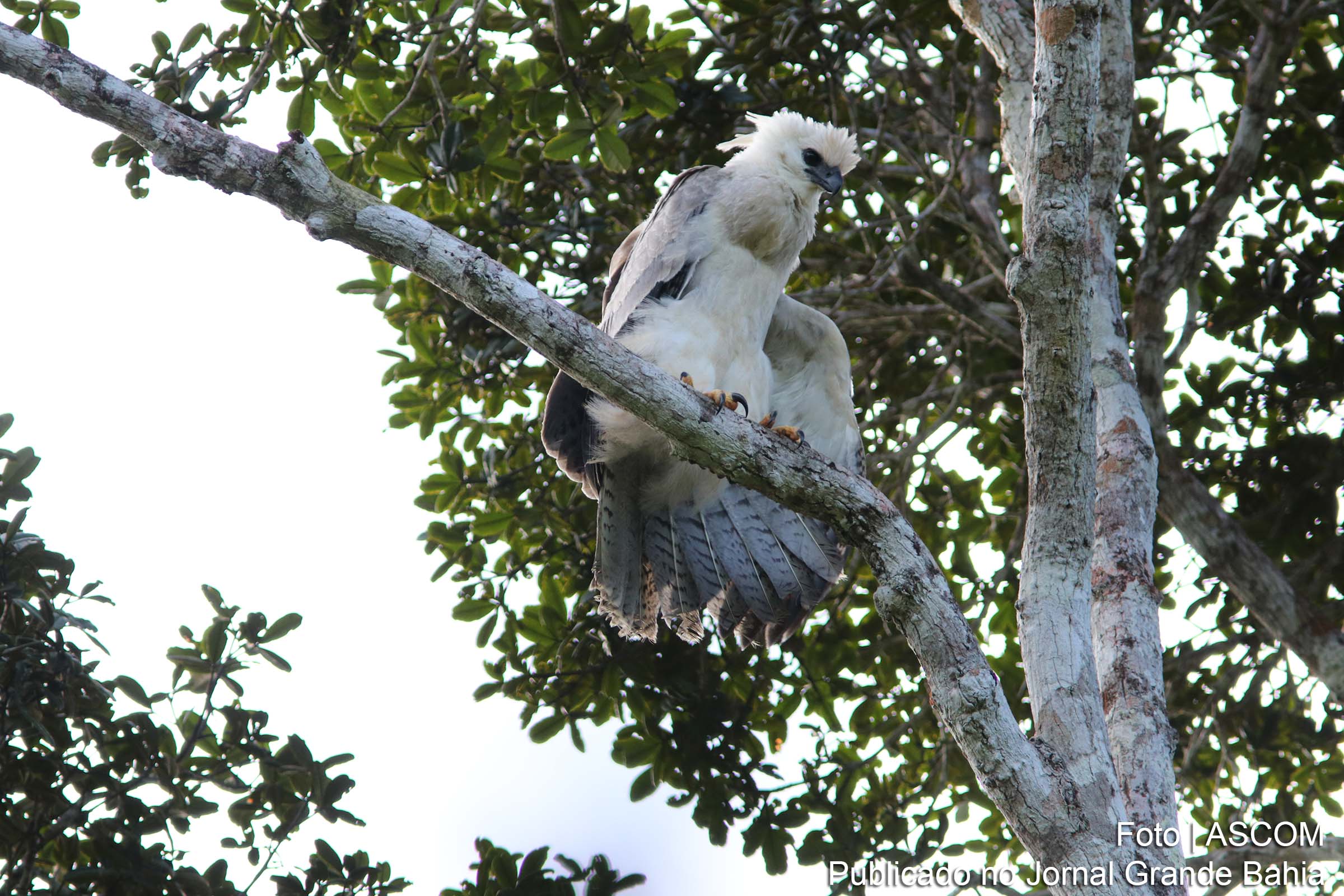 Encontrados ninhos de aves em risco de extinção no Sul da Bahia
