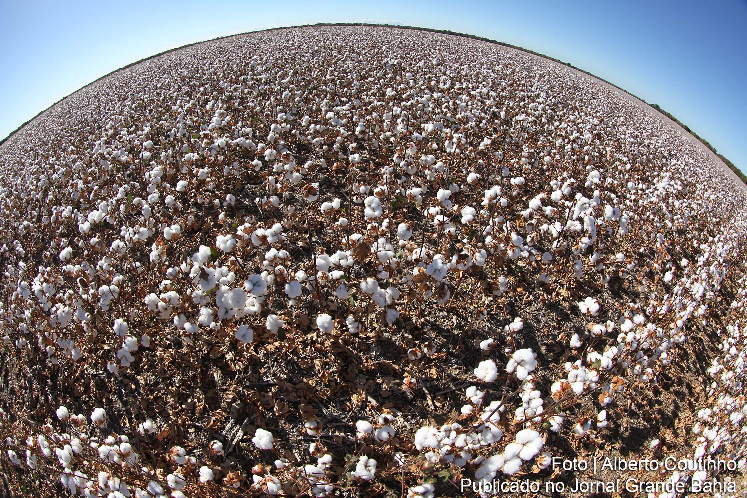 Produção de algodão na Bahia é destaque nacional.