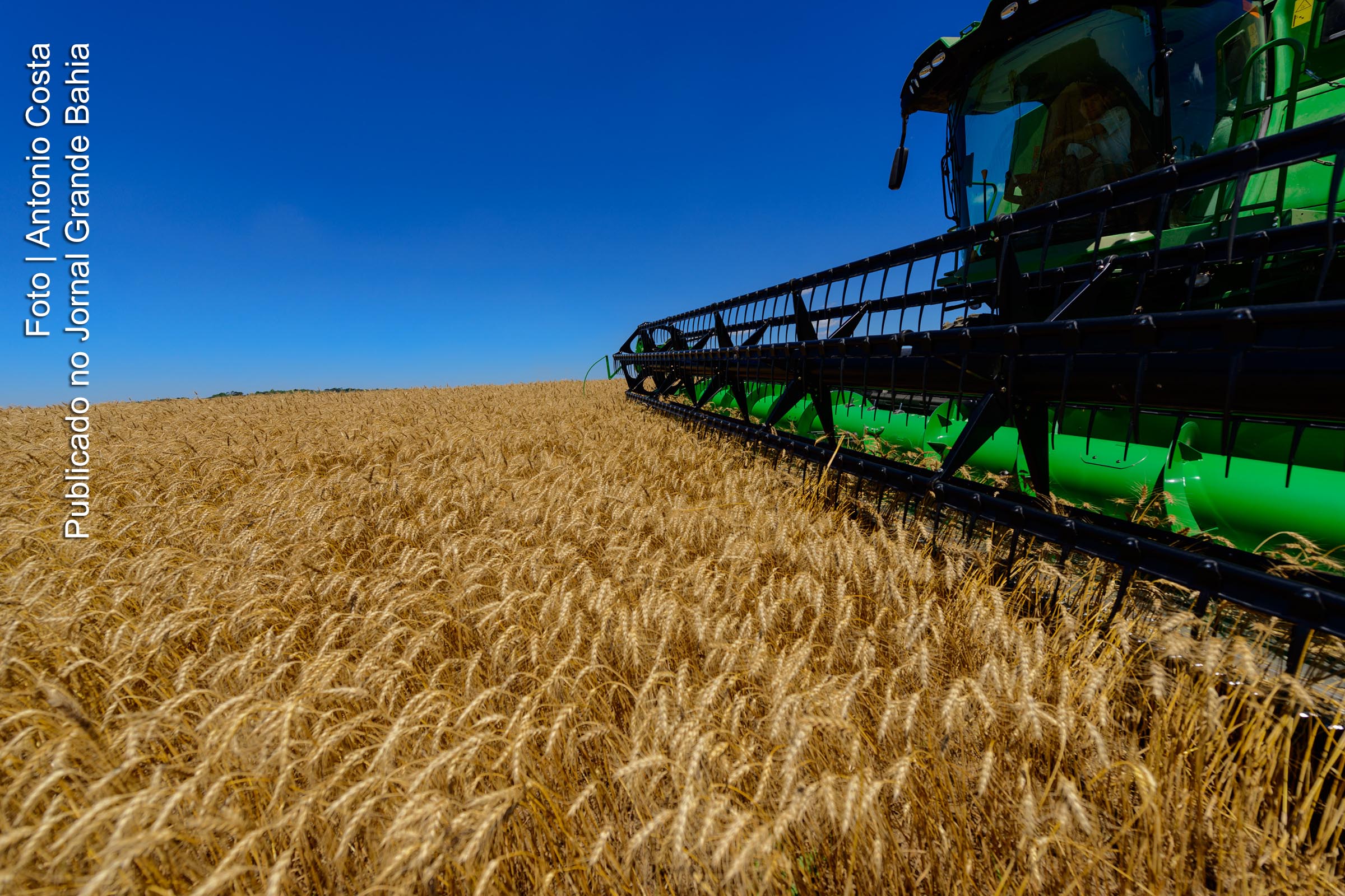 Colheita mecânica de trigo.