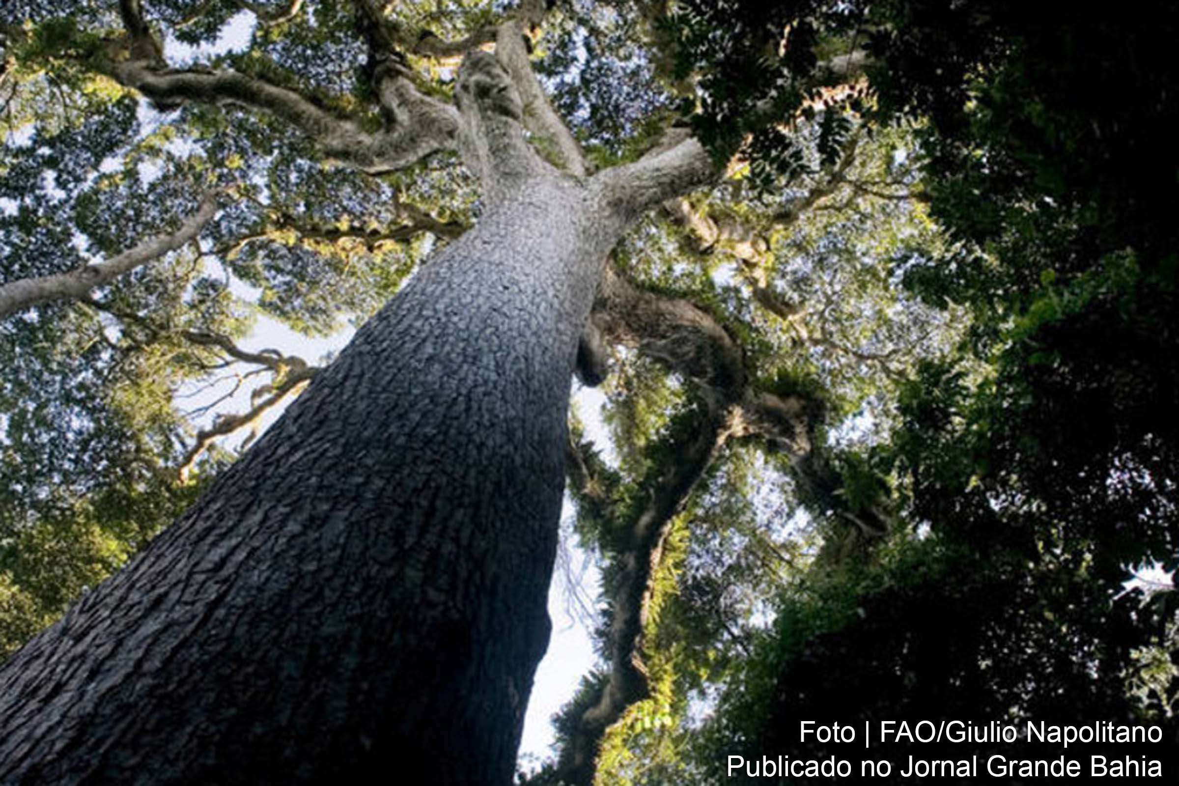 Para a FAO, reduzir a desflorestração é também reduzir a degradação das matas.