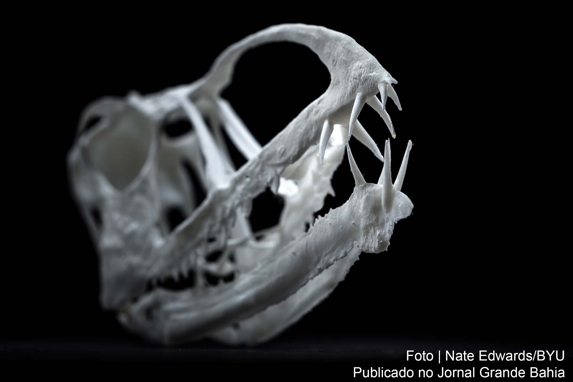 Crânio Pterosauria impresso 3D.