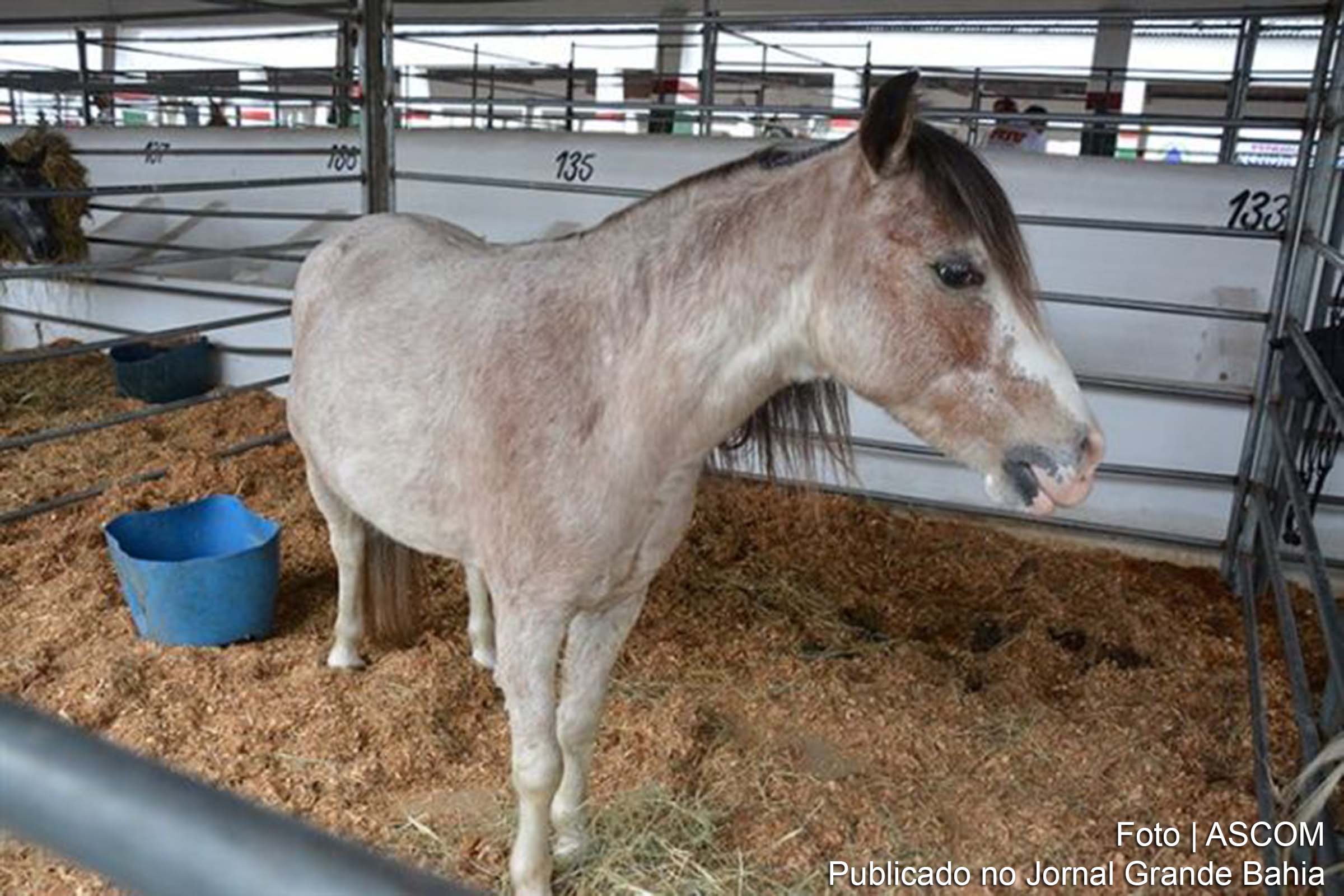 A estimativa é de que cerca de 200 pôneis sejam levados ao Parque de Exposição.